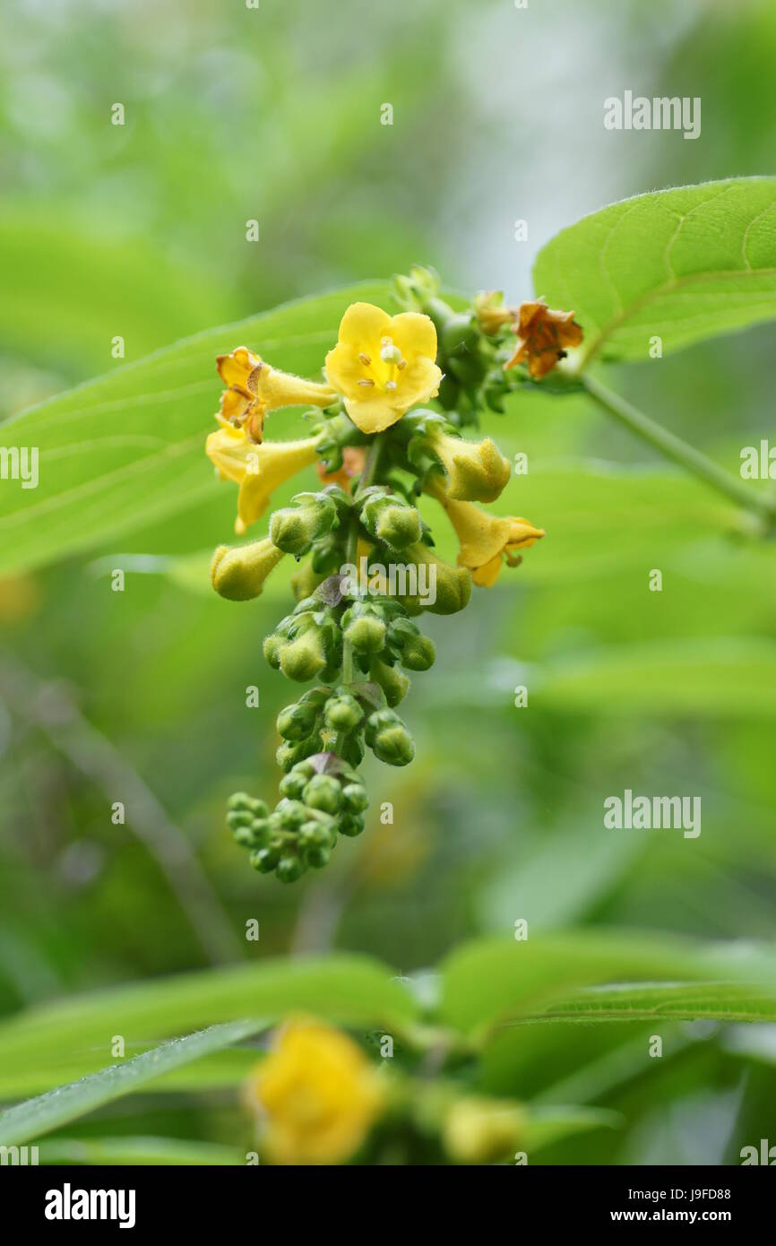 Leycesteria crocothyrsos Foto Stock