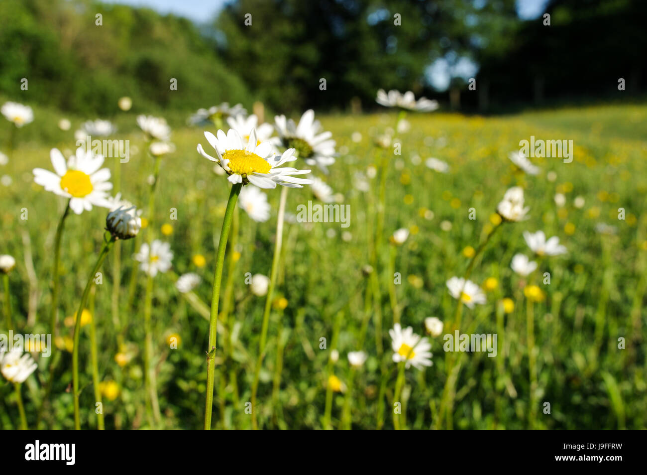 Oxeye margherite crescendo in Bedelands nella Riserva Naturale del West Sussex Foto Stock