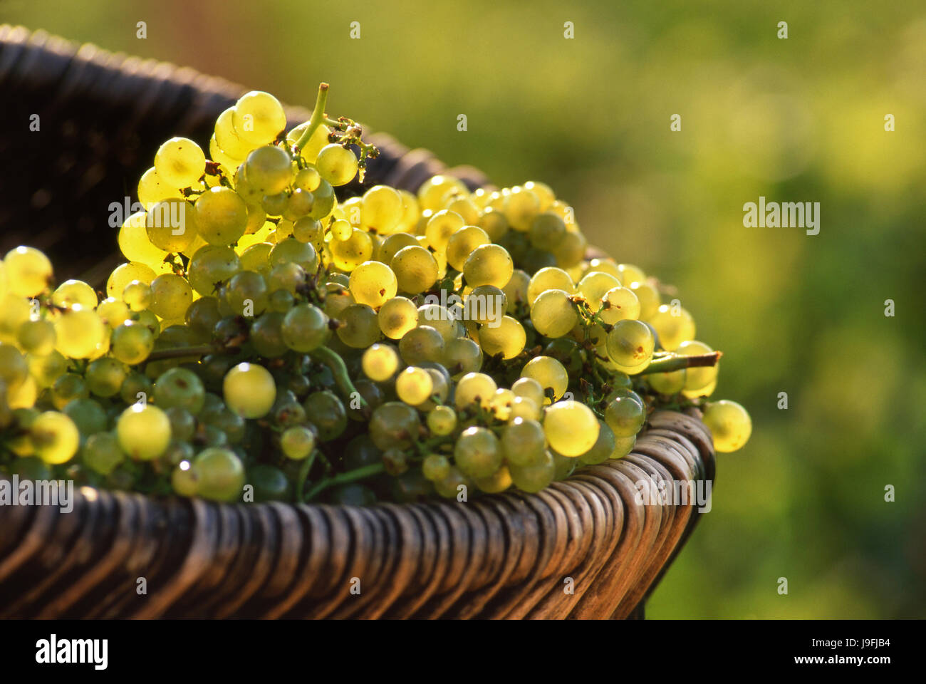 Chardonnay uve mature raccolto Premier Cru in vimini tradizionale cesto di Borgogna in vigneto di Louis Latour sulla collina di Corton, Corton Charlemagne, Aloxe-Corton, Côte d'Or Francia Foto Stock