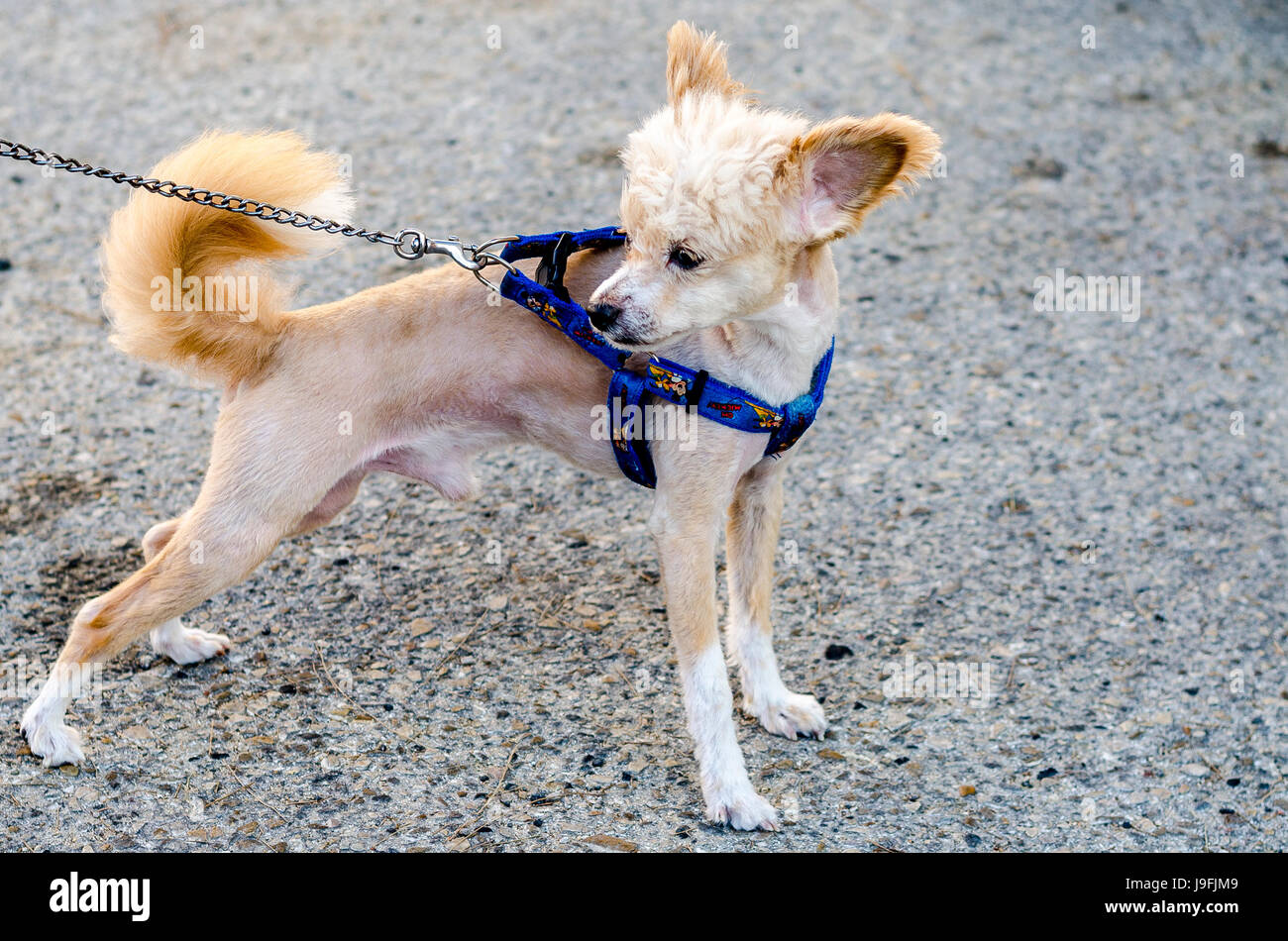 Carino piccolo cane con un bel taglio di capelli e il guinzaglio Foto Stock