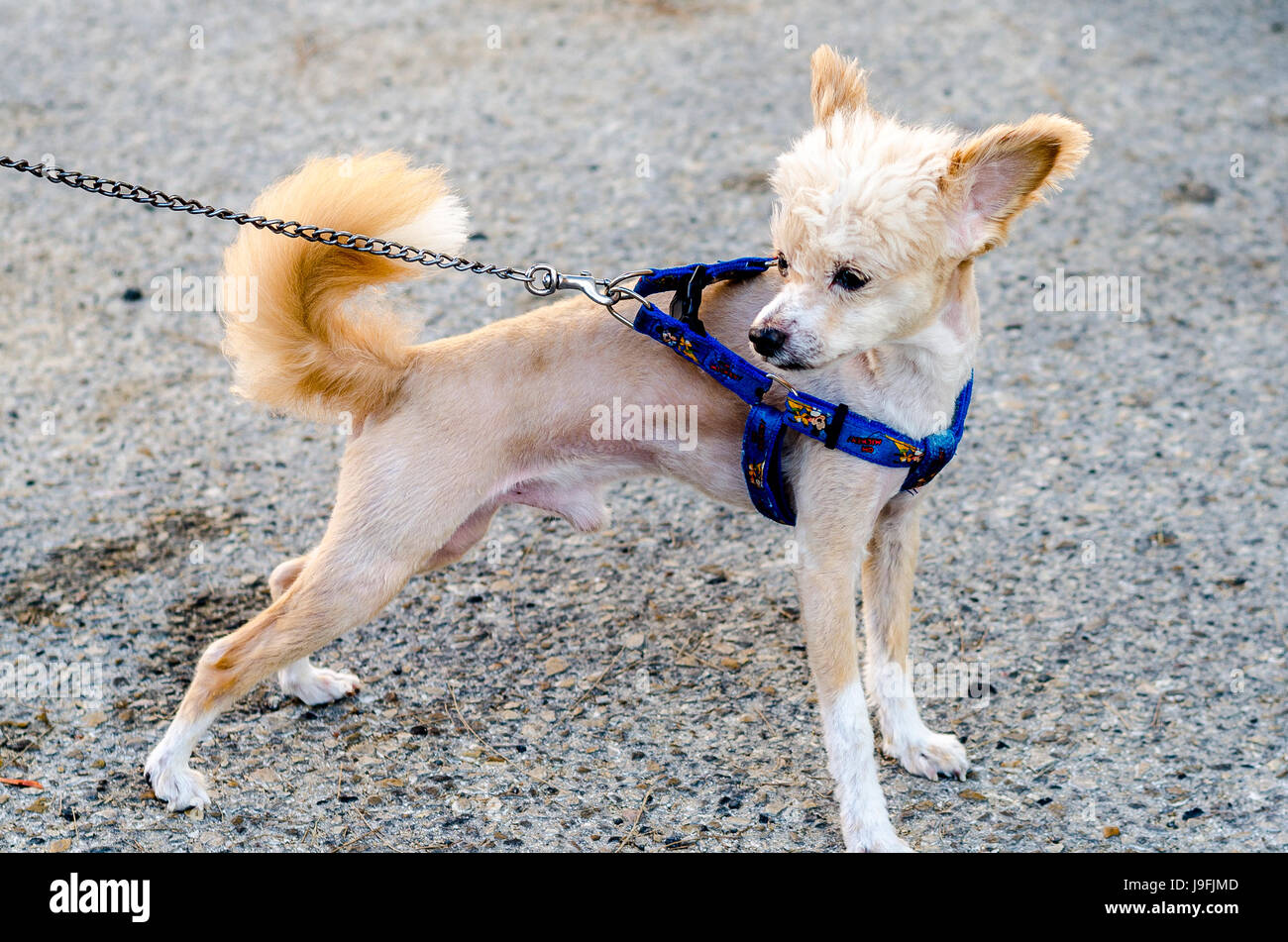 Carino piccolo cane con un bel taglio di capelli e il guinzaglio Foto Stock