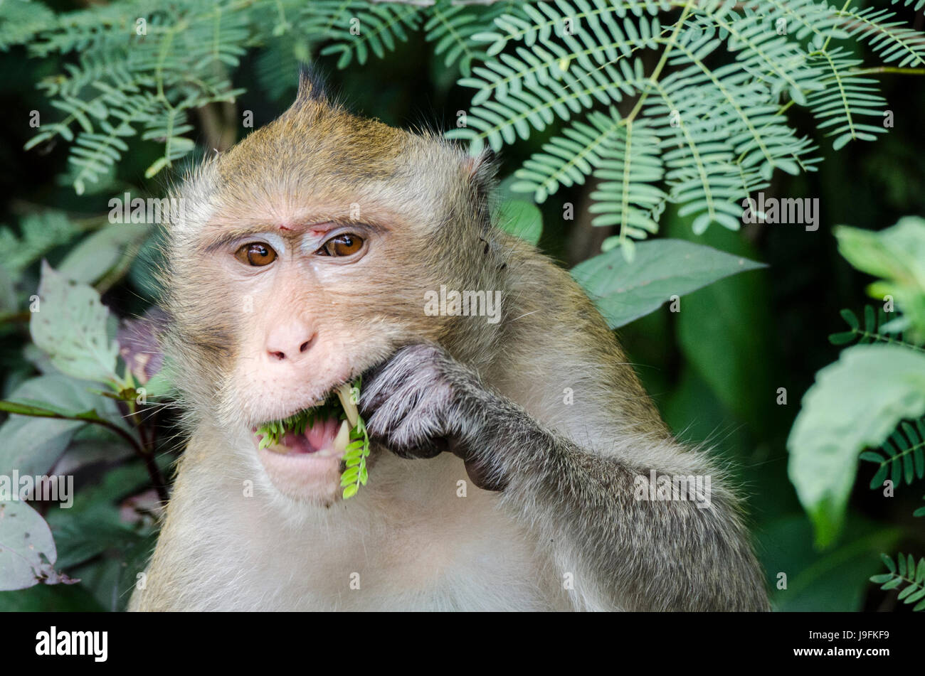 Un adulto solitario Macachi mangiatori di granchi (Macaca fascicularis) o di lunga coda Macaque alimentando il parco locale nei pressi di villaggi in Thailandia Foto Stock