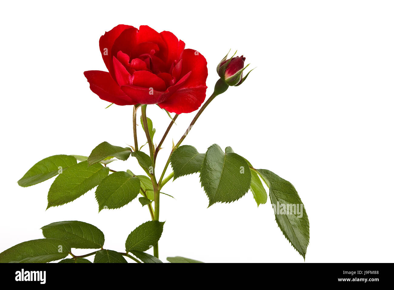 Fiore, rose, piante, rose, Bud, rose bloom, mazzo di rose, rosebud, rosa, Foto Stock