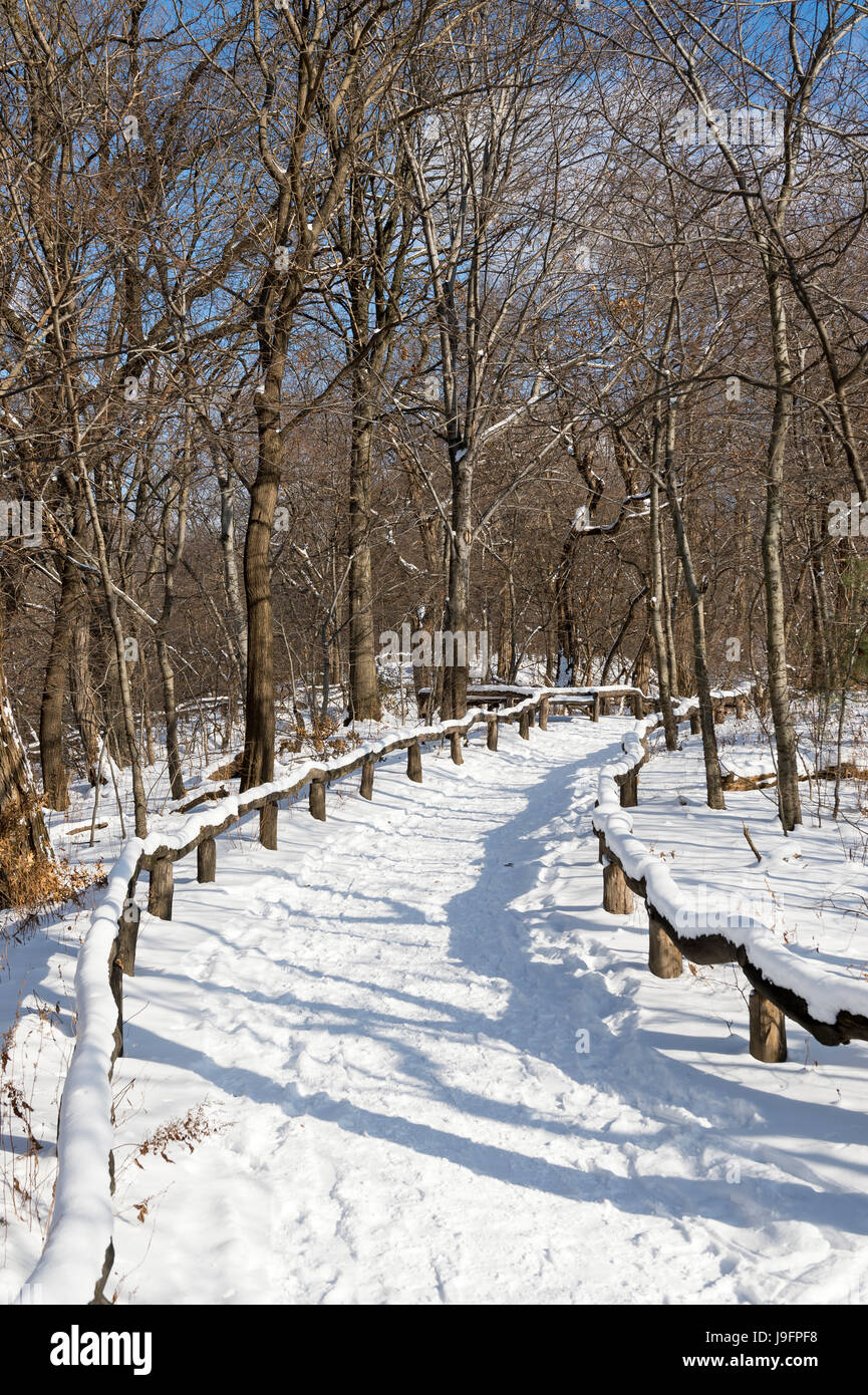 Un sentiero vuoto curve nel la distanza in una pittoresca vista la mattina dei boschi del Parco Centrale dopo una tempesta di neve in New York City Foto Stock