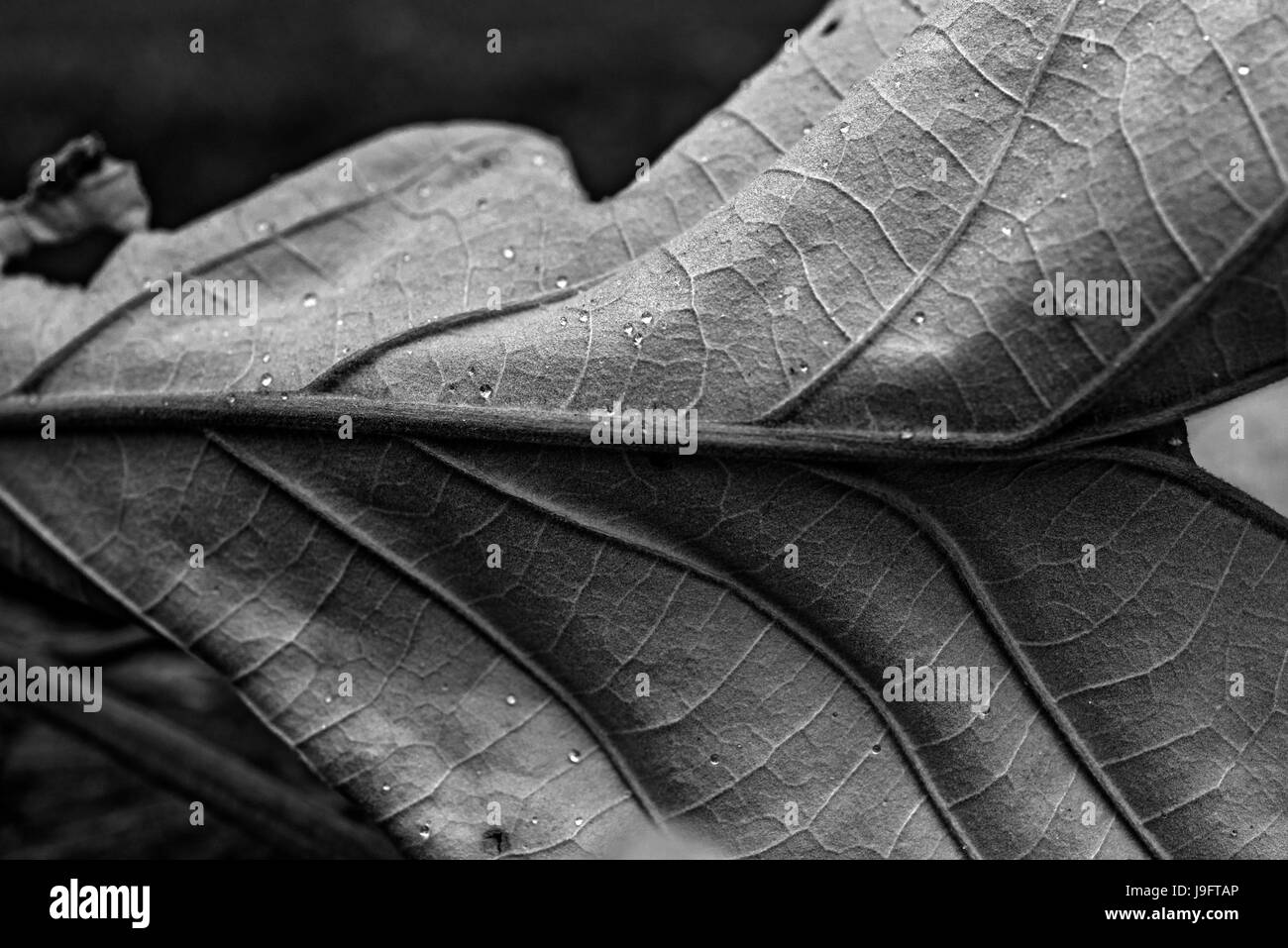 Essiccato fino a foglia dal cluster di una quercia. Foto Stock
