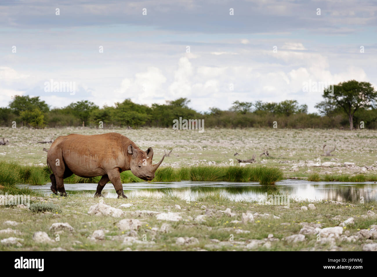 Rhino in piedi da un foro per l'acqua, Etosha NP, Namibia. Foto Stock