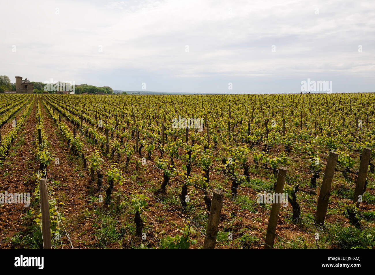 Vigneti, vigneto, Francia, Borgogna, regione Borgogna, vite, vitigno, Foto Stock