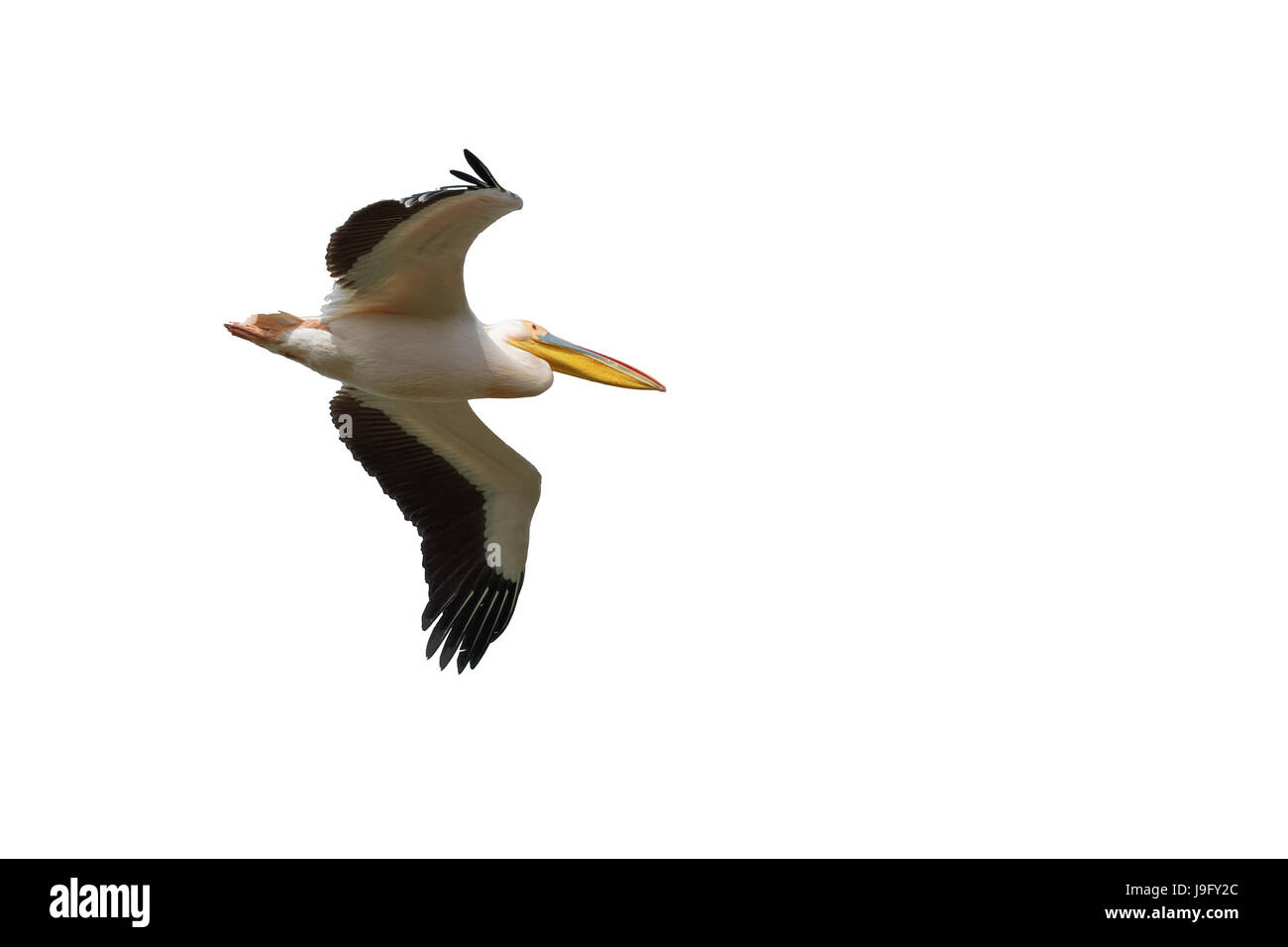 Un adulto, Bianco, grande bianco, Orientale bianco o rosato Pelican, Pelecanus onocrotalus, in volo. Il delta del Danubio. La Romania, l'Europa. Foto Stock