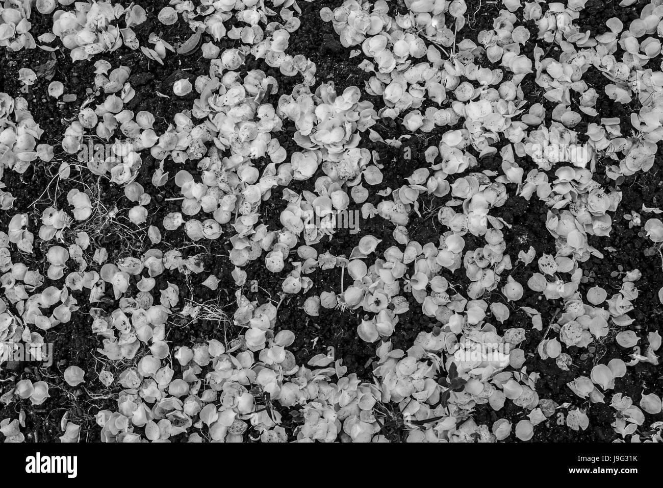 Petali di fiori appassiti sul terreno dopo la fioritura Foto Stock