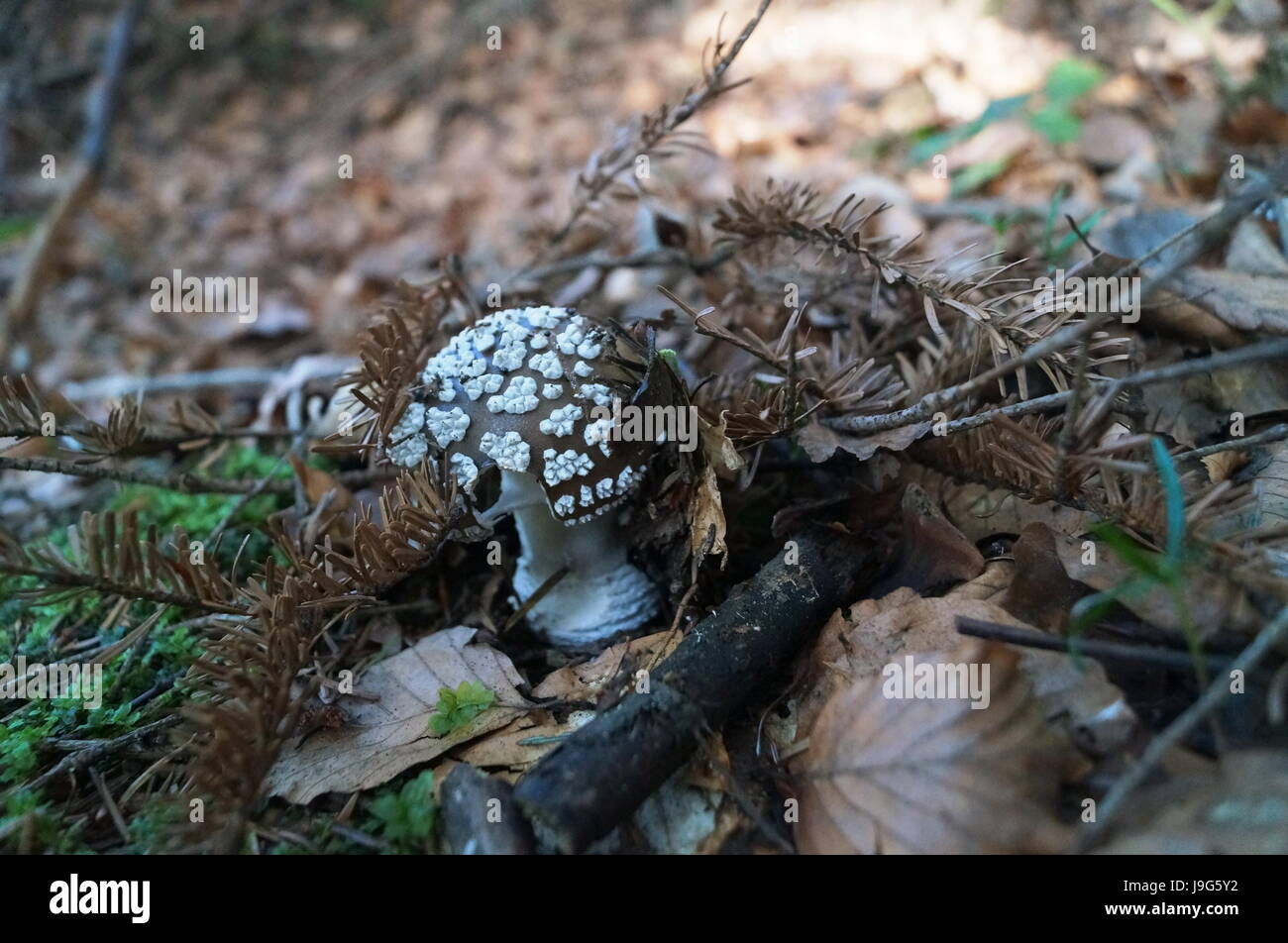 Fungo Amanita rubescens con un cappello grigio e puntini bianchi cresce  nella foresta di erba e foglie Foto stock - Alamy