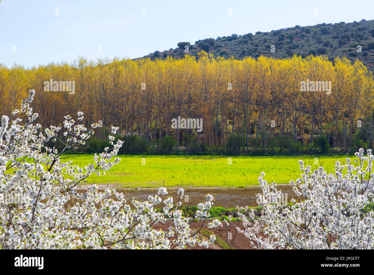 Spagna, Castilla La Mancha regione, provincia di Albacete, fiori di ciliegio e gli alberi di pioppo, Foto Stock