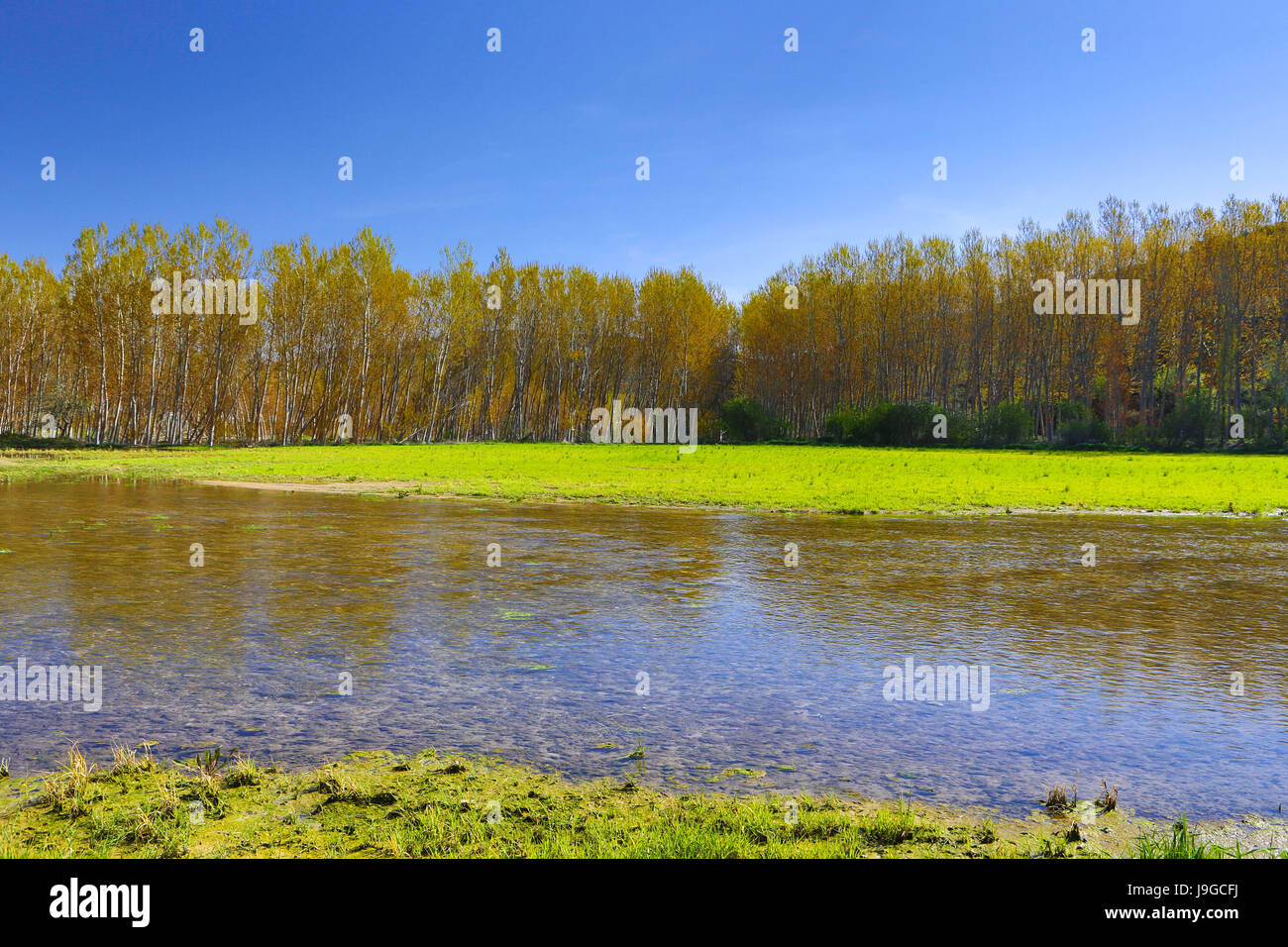 Spagna, Castilla La Mancha regione, provincia di Albacete, pioppo, Foto Stock