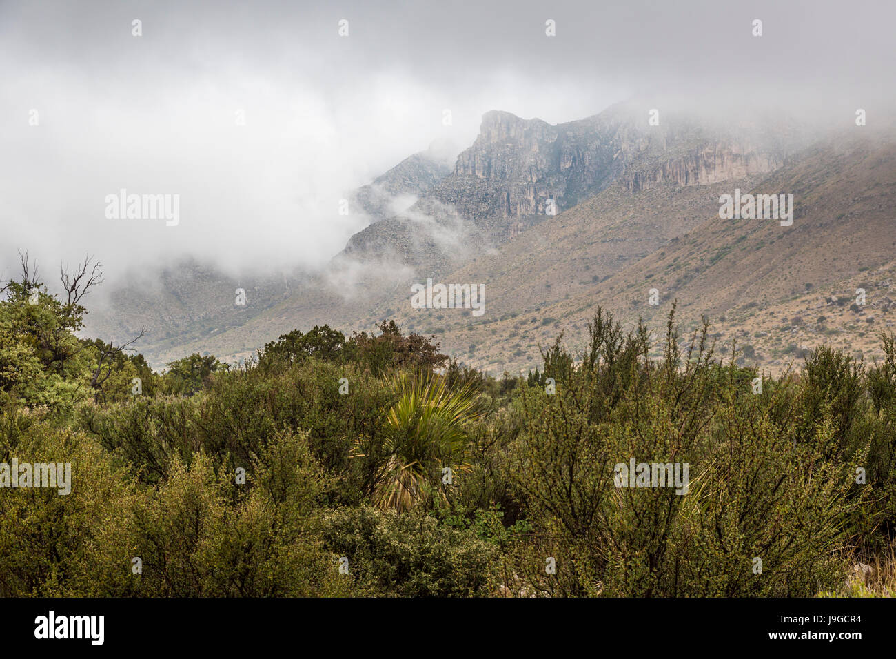Molle di pino, Texas - una tempesta oltre il Guadalupe Mountains nel Parco Nazionale delle Montagne Guadalupe. Foto Stock