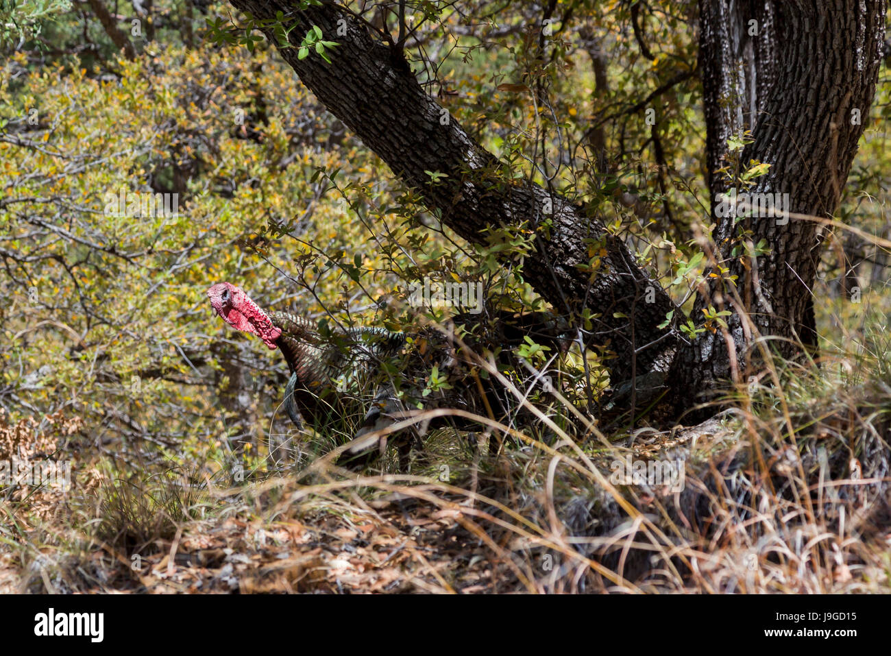 Continental, Arizona - un wild turchia (Meleagris gallopavo) in Madera Canyon, un popolare U.S. Forest area di servizio nella Santa Rita montagne. Foto Stock