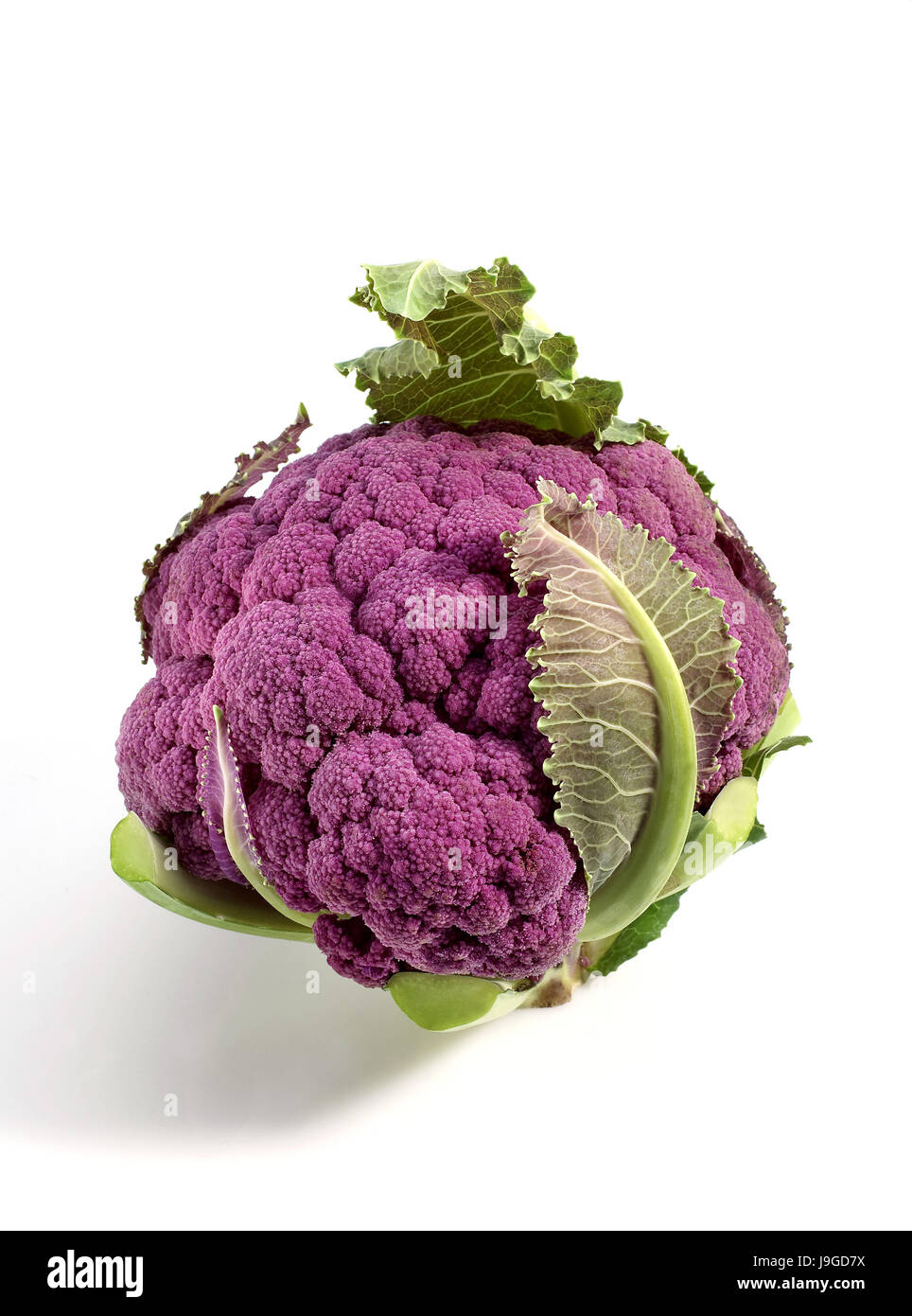 Viola Caulliflower, Brassica oleracea contro uno sfondo bianco, Foto Stock