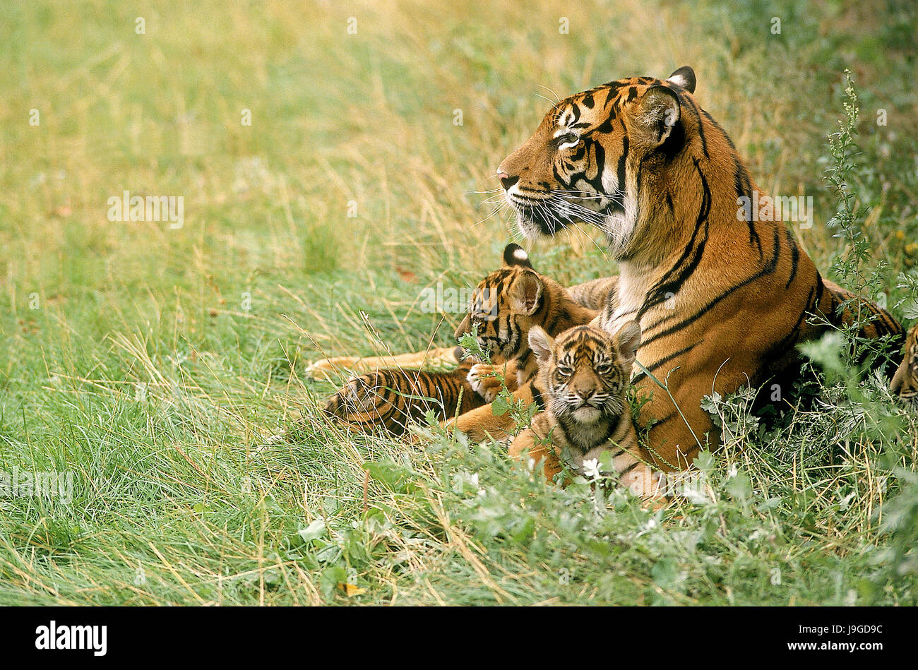 La tigre di Sumatra, panthera tigris sumatrae, Madre con Cub Foto Stock