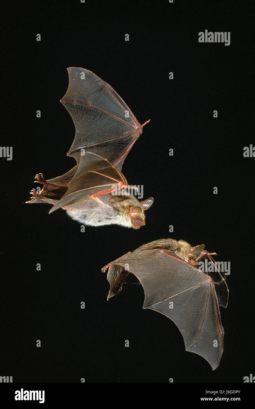 Mouse-Eared Bat myotis myotis, adulti in volo su sfondo nero, Foto Stock