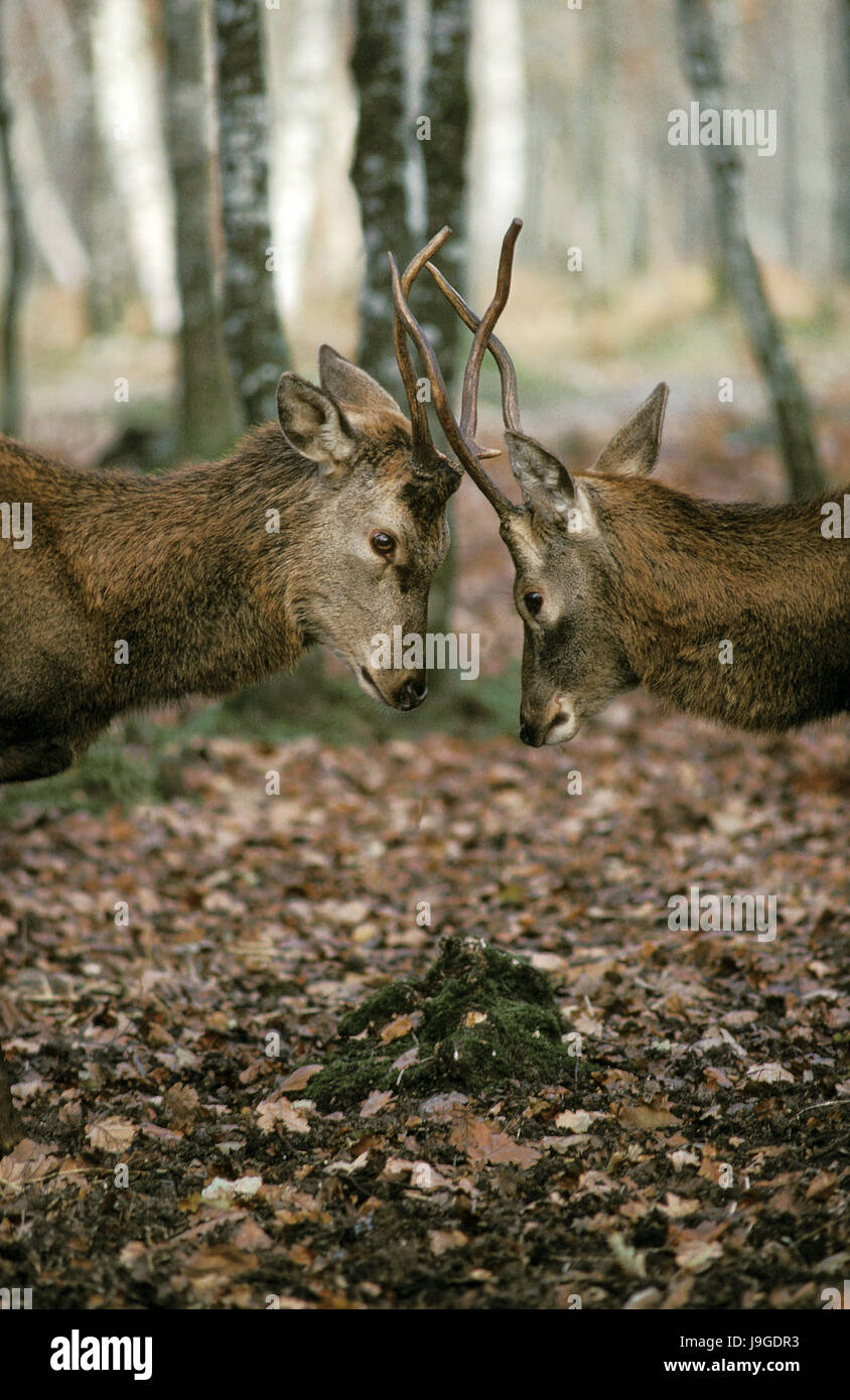 Cervi, Cervus elaphus, giovani maschi combattimenti, Foto Stock