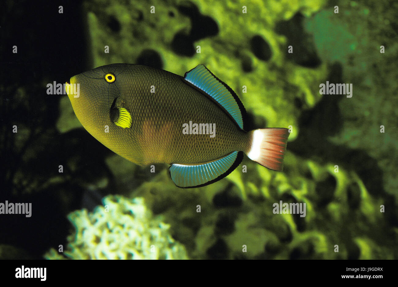 Pinktail Pesci balestra, melichthys vidua, Foto Stock