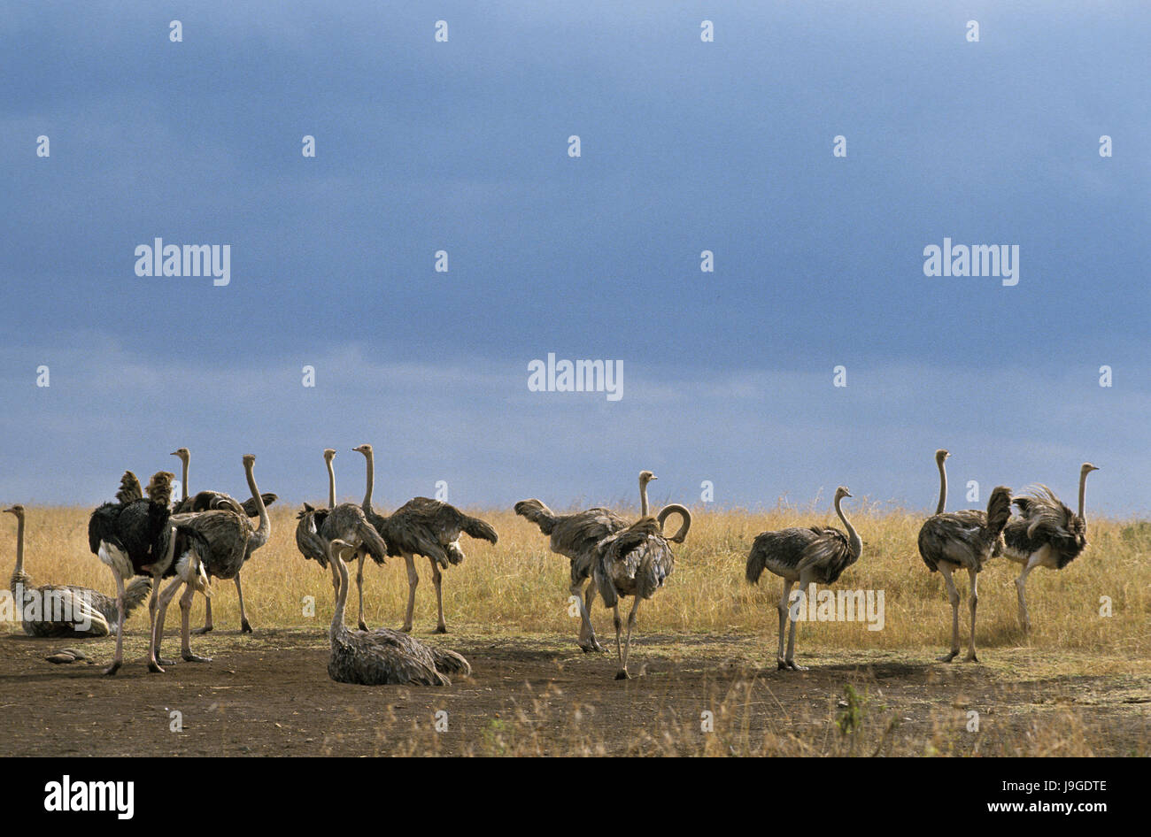 Struzzo, Struthio camelus, gruppo di femmine, Parco di Nairobi in Kenya, Foto Stock