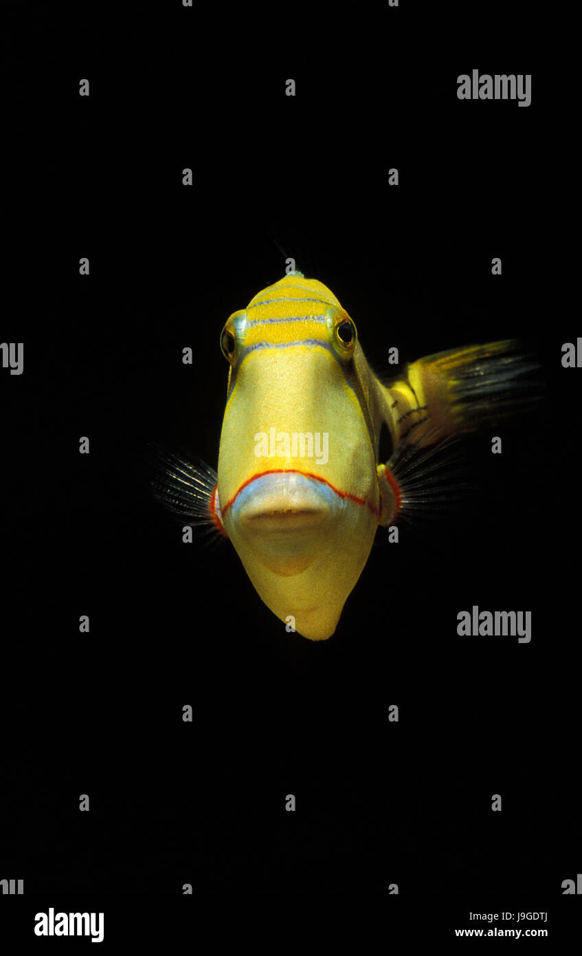 Blackbelly Pesci balestra, rhinecanthus verrucosus, Foto Stock
