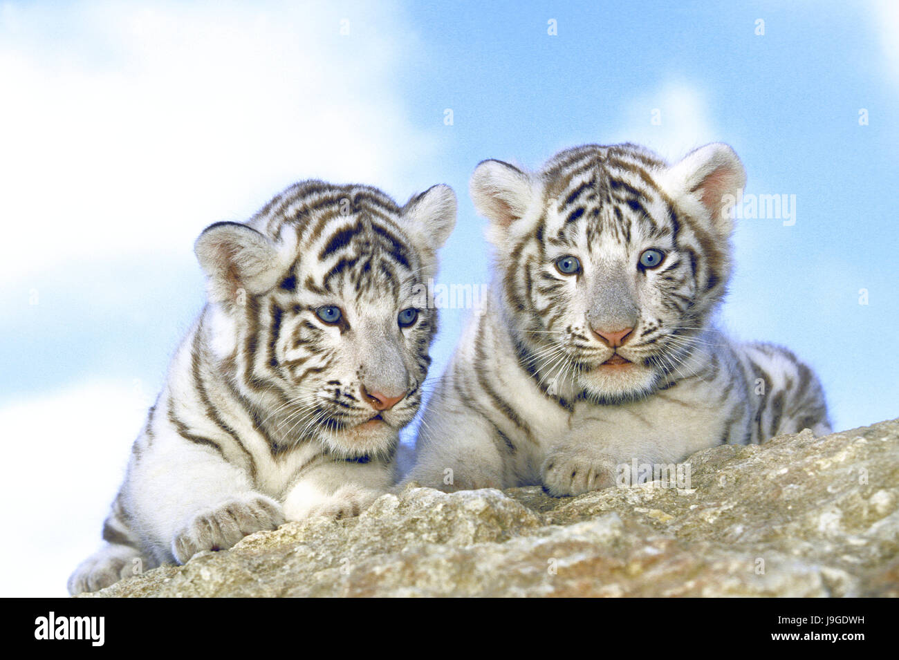 La Tigre Bianca, panthera tigri, Cub Foto Stock