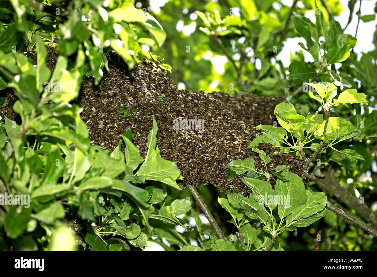 Il miele delle api, Apis mellifera, sciame selvatico, Normandia, Foto Stock