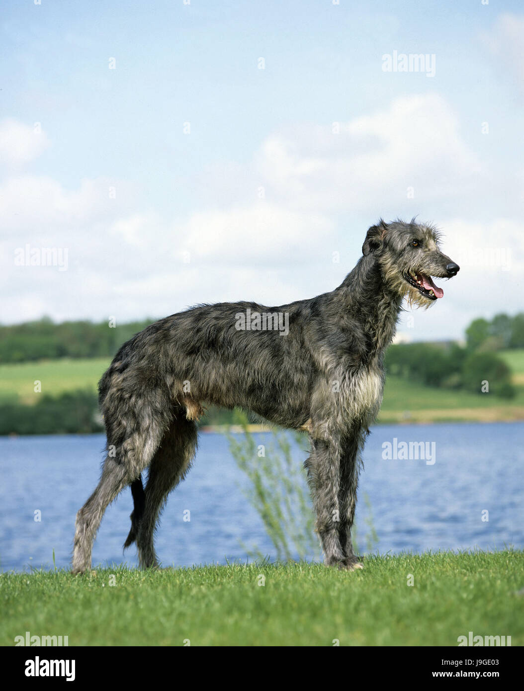 Scottish Deerhound cane maschio, vicino al lago, Foto Stock