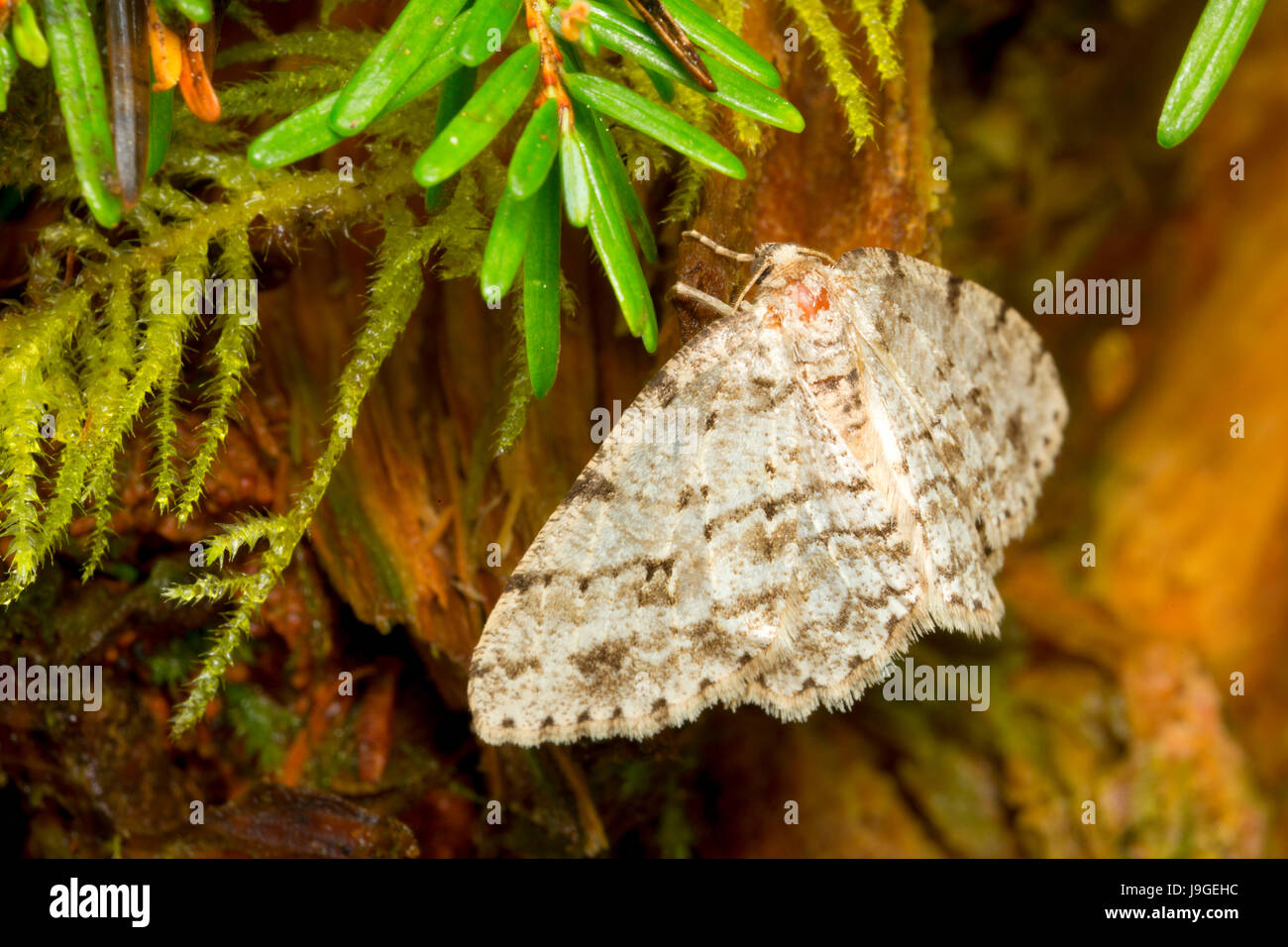 La tignola, Spring Lake Open Space, Lincoln City, Oregon Foto Stock