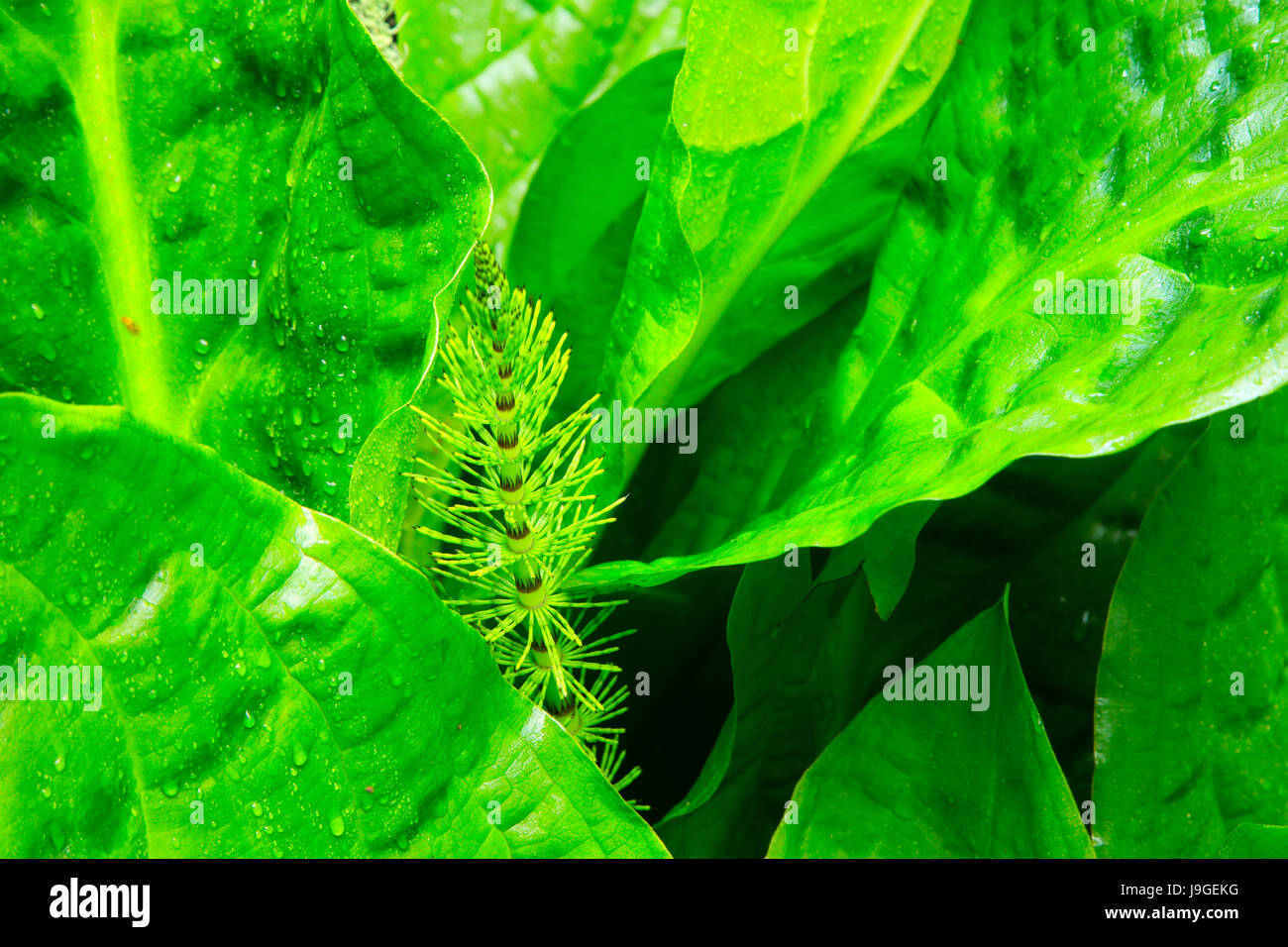 Skunk cavolo con equiseto reed lungo Spencer Creek Trail, Beverly Beach State Park, Oregon Foto Stock