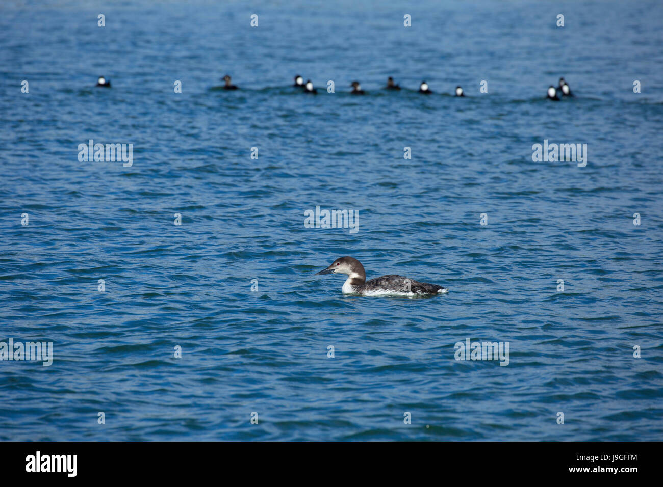 Loon, South Beach State Park, Oregon Foto Stock