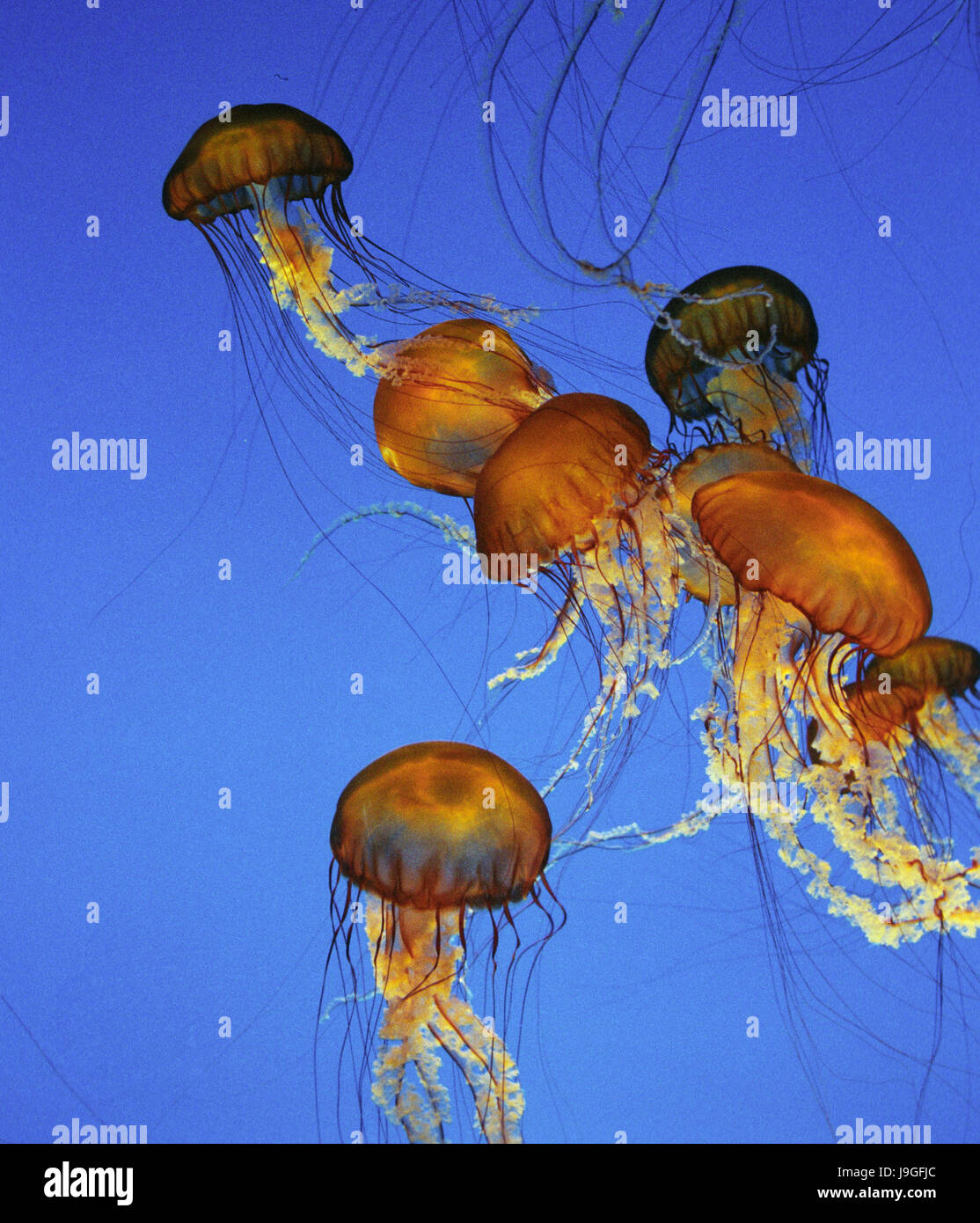 Purple-Stripped meduse, pelagia noctiluca Foto Stock