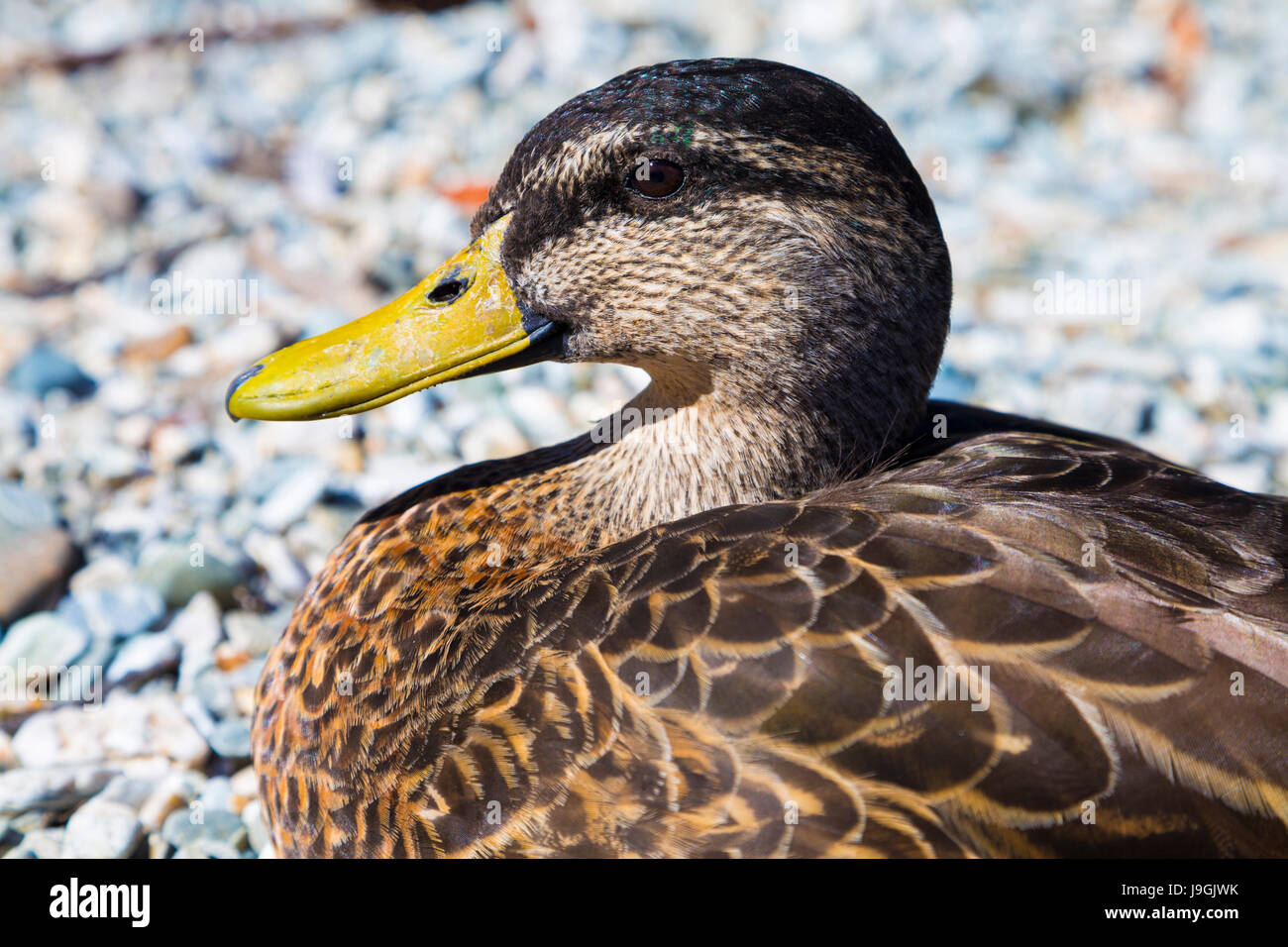 Close-up di una femmina di Mallard duck di testa (Anas platyrhynchos) a Queenstown, Nuova Zelanda Foto Stock