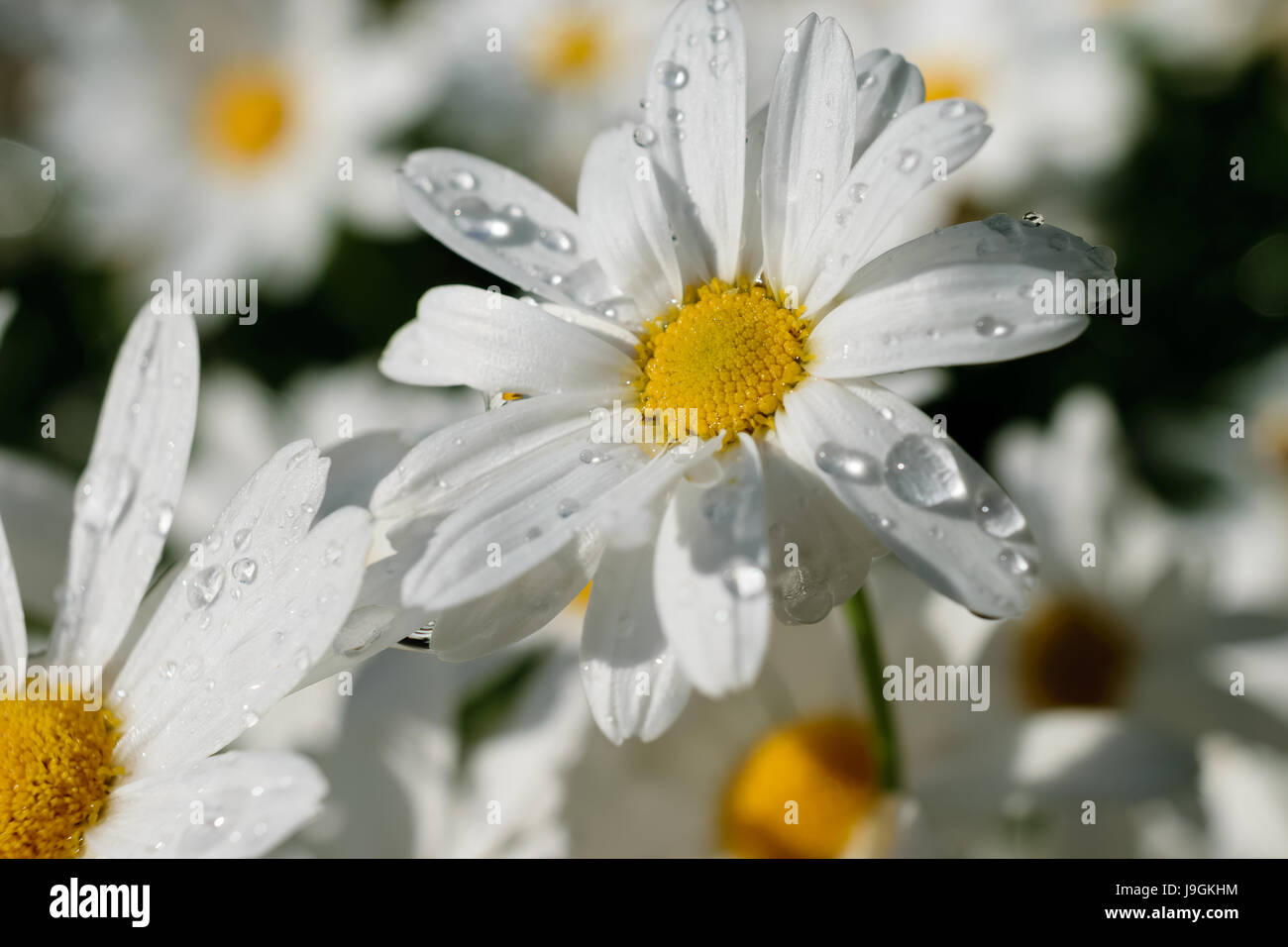 Daisy bianca fiori - close up (macro) Foto Stock