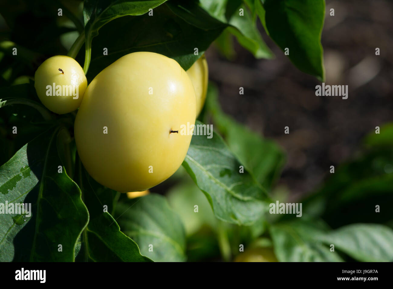 Un crescendo di Capsicum annuum, Alma Paprikas nel giardino veggie sulla pianta con poco profonde sulla messa a fuoco il capsicum. Foto Stock