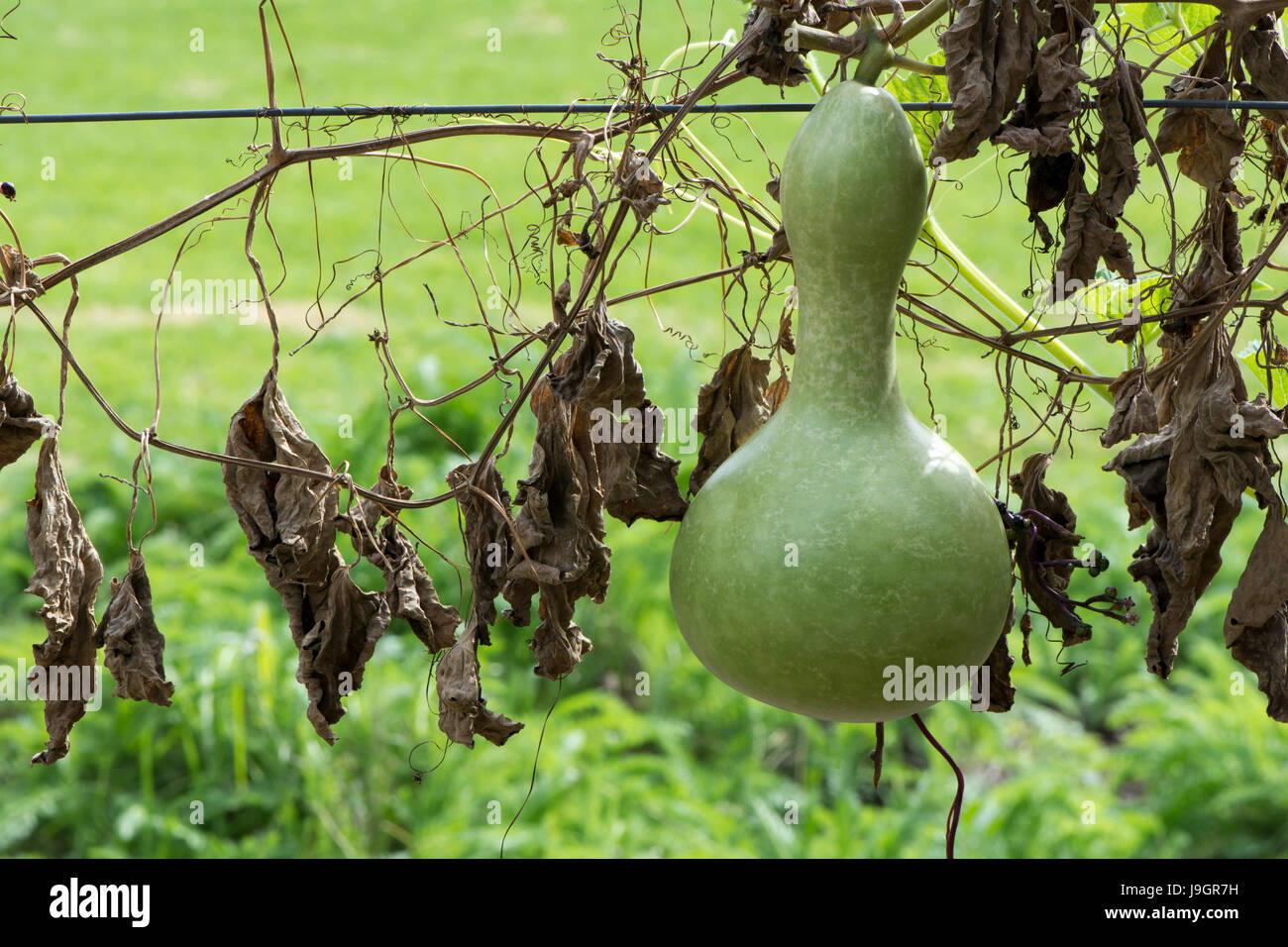 Unico Lagenaria Siceraria bottiglia zucca crescente sulla vite in un giardino. Noto anche come bottiglia Calabash Gourd, White-Flowered Gourd, Opo squash, lungo m Foto Stock