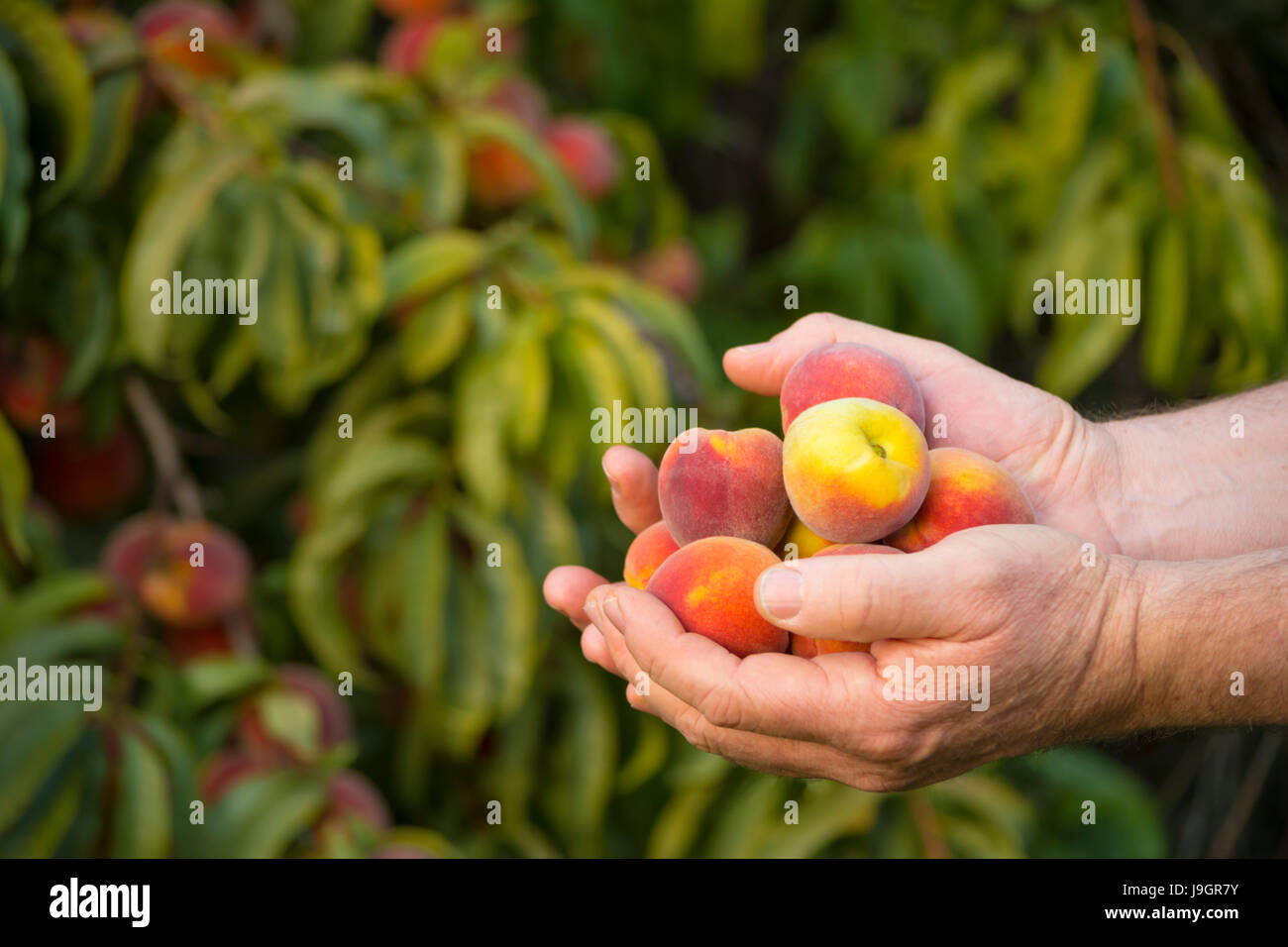 Le mani piene di pesche fresche del pesco che si possono vedere nel backgtround. Shallow focus sulle pesche con tutto il resto morbida. Foto Stock