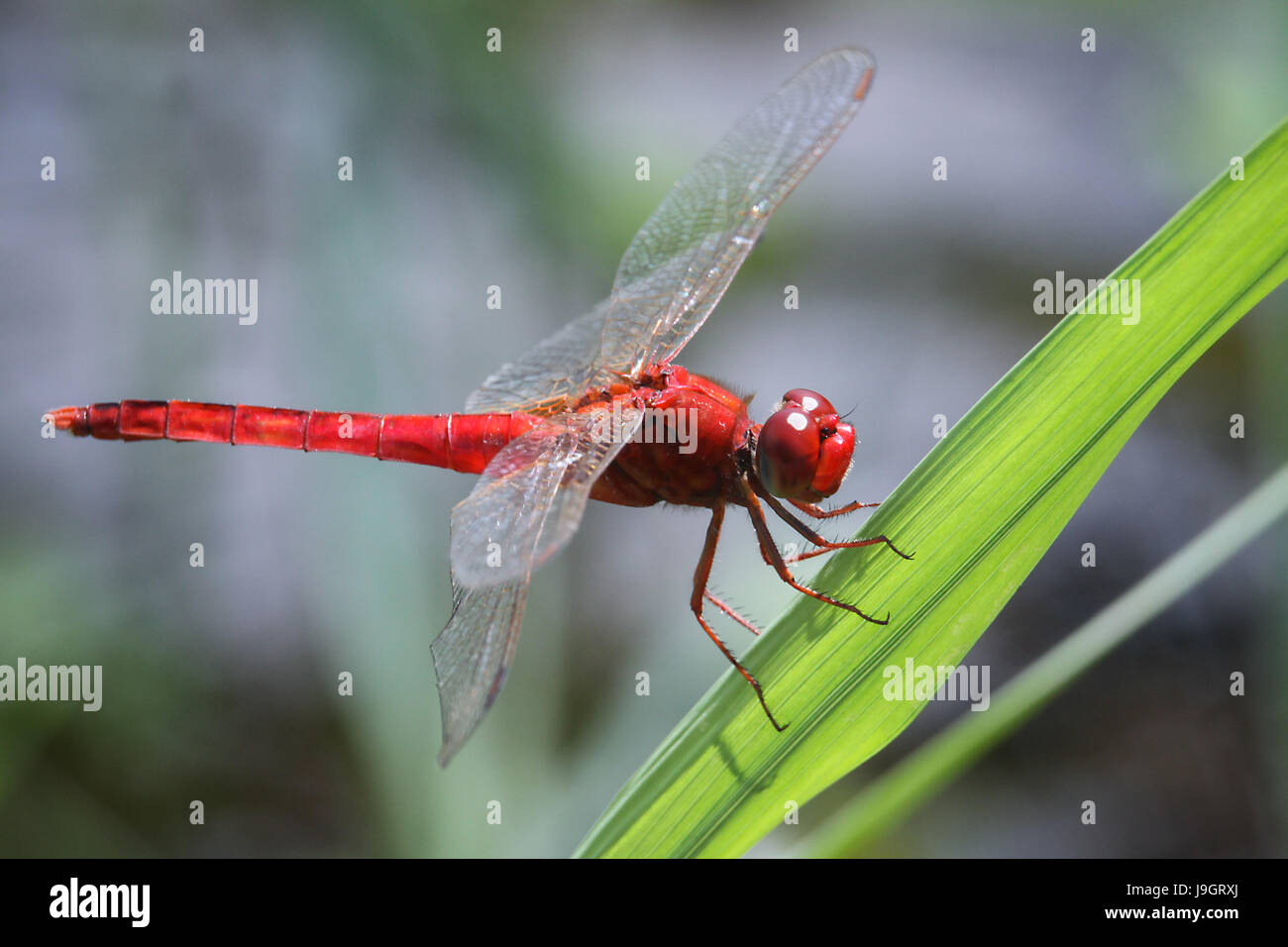 Foto macro di Crocothemis servilia dragonfly (Scarlet Skimmer) a riposo sulla foglia. Close-up immagine di una bella libellula predator nella natura Foto Stock