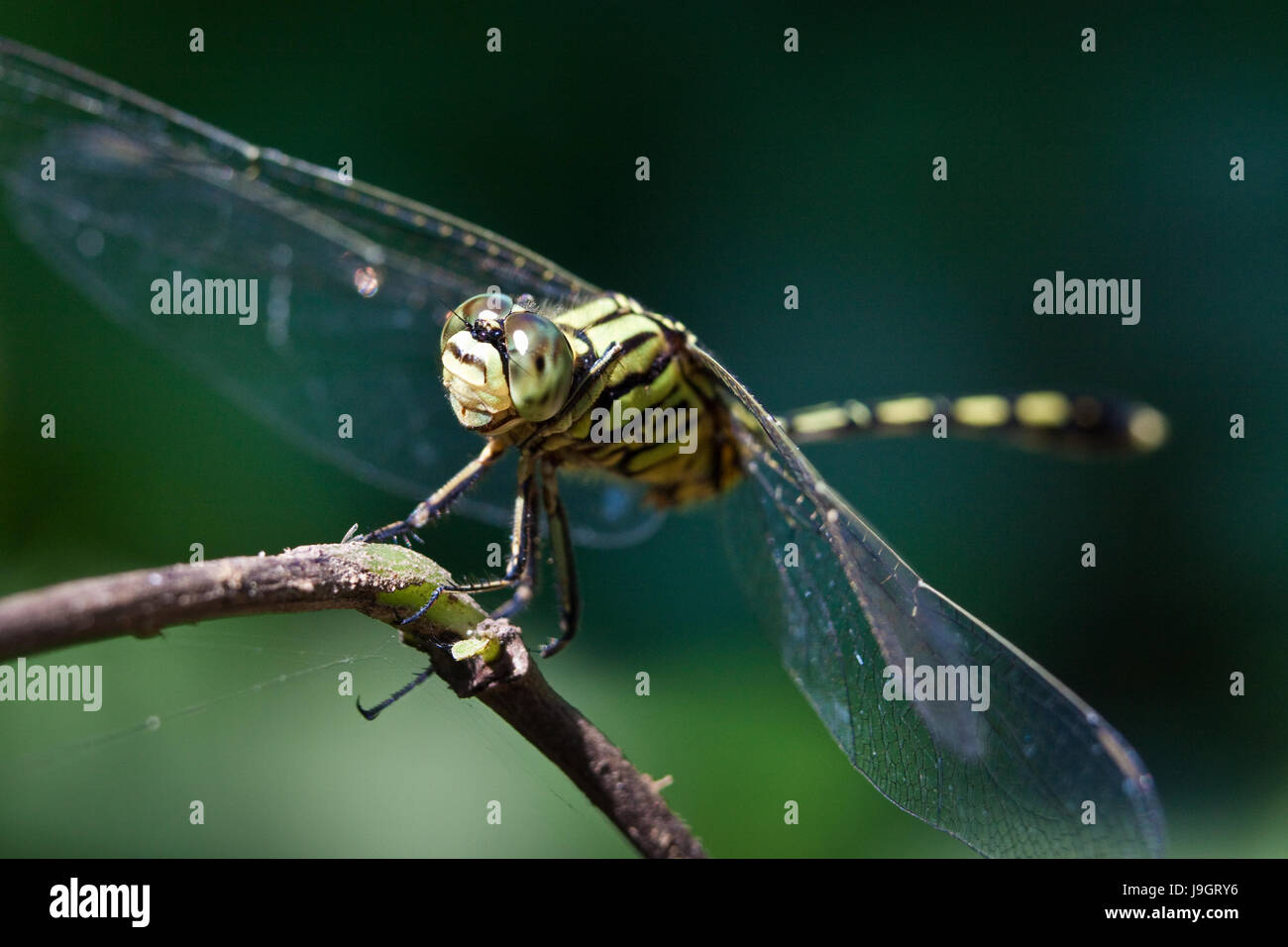 Orthetrum Sabina Dragonfly noto anche come esili Skimmer verde o il falco di palude, appollaiate su un ramo. La bellissima natura macro vista frontale di dettaglio del viso Foto Stock