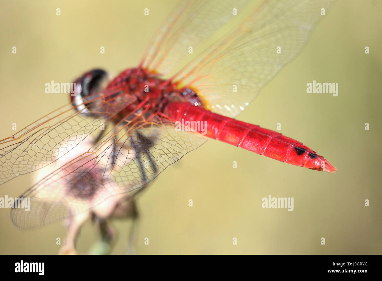 Urothemis signata Dragonfly la Scarlet Basker o maggiore Crimson Glider posatoi sulla sommità del fiore. Bellissimo rosso vivo foto macro libellula dettaglio Foto Stock