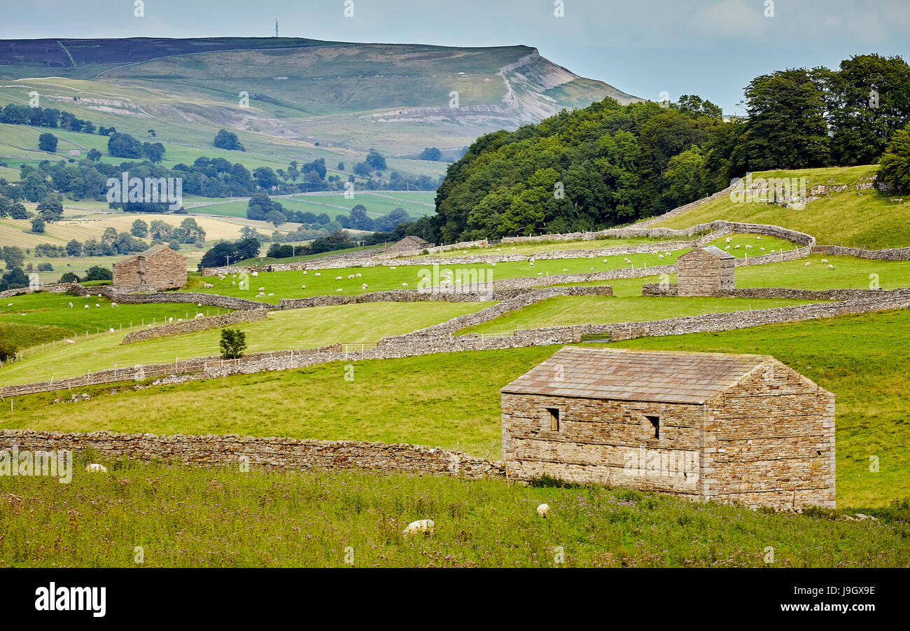 Stone dales fienili, bovini e ovini. Foto Stock