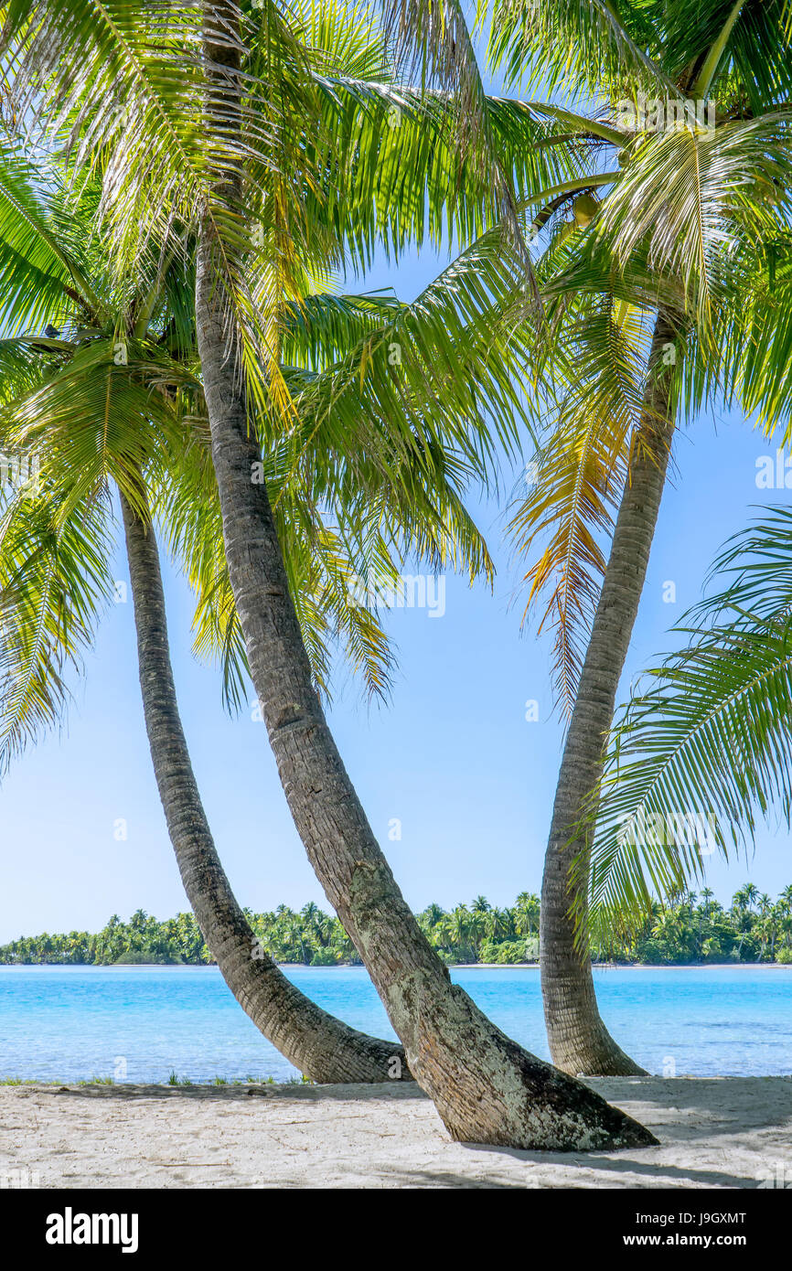 Vista sul mare attraverso le palme sull'Isola di Moorea, Polinesia Francese Foto Stock