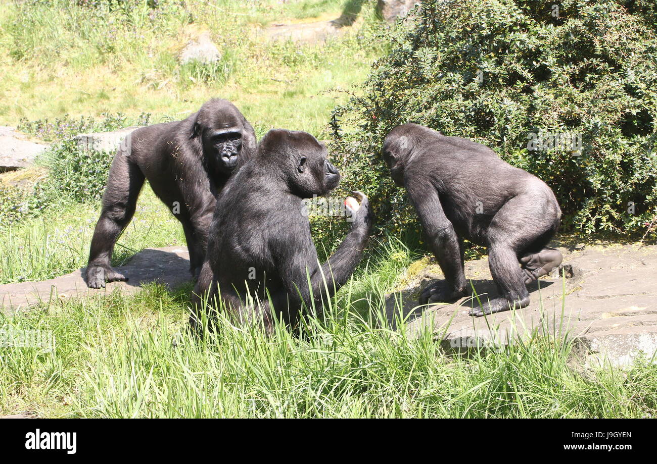 Famiglia di Gorillas occidentali della pianura avente un accogliente get-insieme. Foto Stock