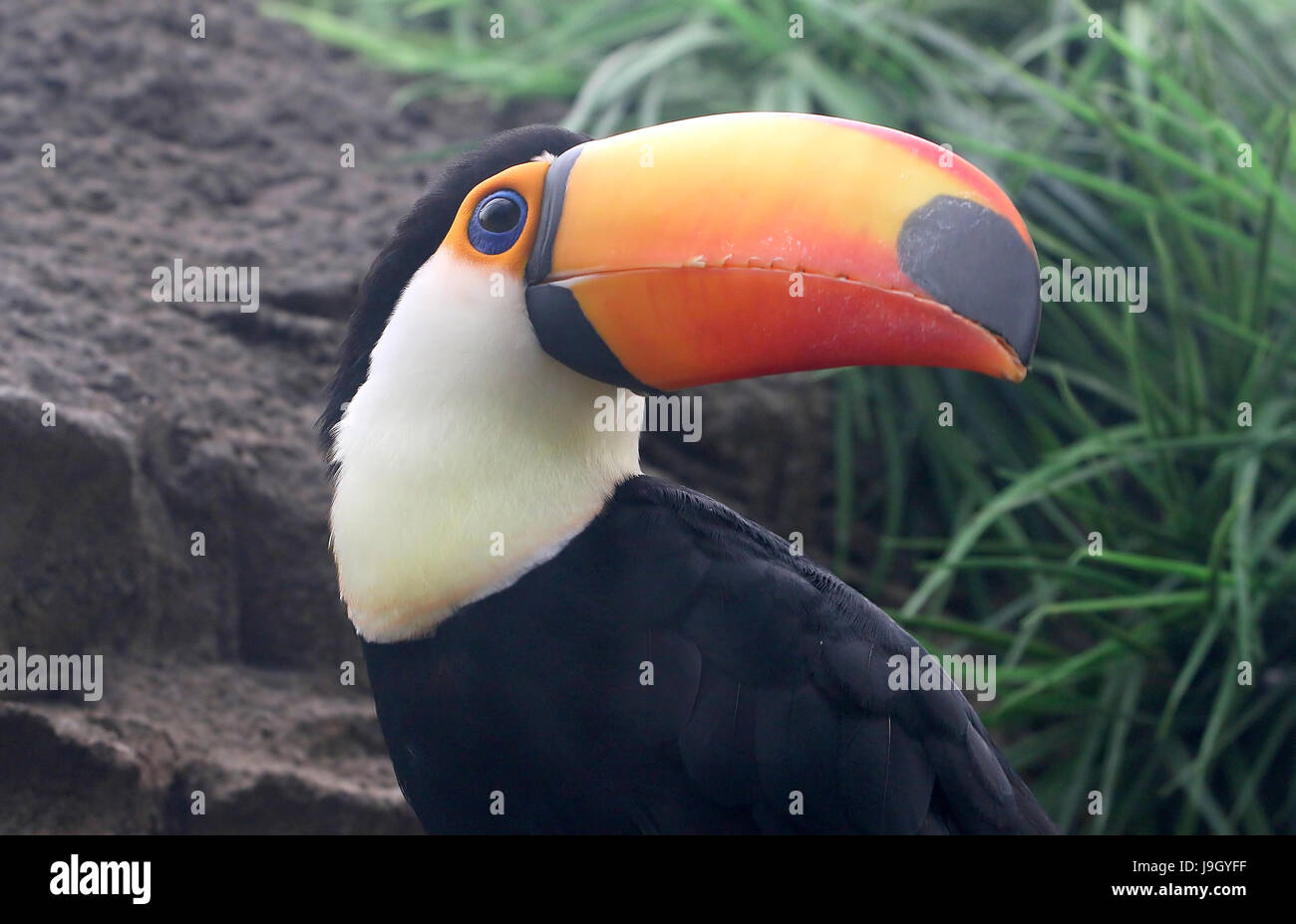 Close-up della testa di un comune o Toco Toucan (Ramphastos toco) originario del Sud America. Foto Stock