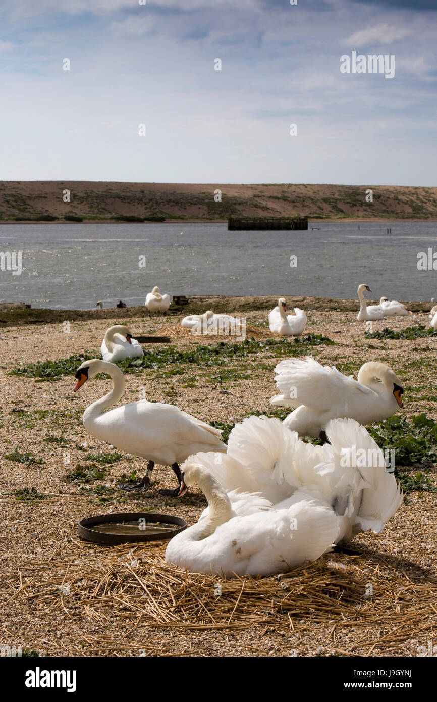 Regno Unito Inghilterra, Dorset,, Abbotsbury Swannery, cigni accanto al nesting La Flotta Foto Stock