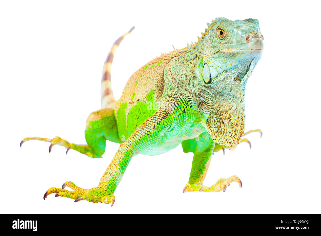 Uno verde iguana lucertola .rettile sedersi su sfondo bianco Foto Stock