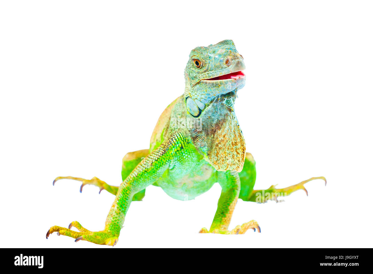 Uno verde iguana lucertola .rettile sedersi su sfondo bianco Foto Stock