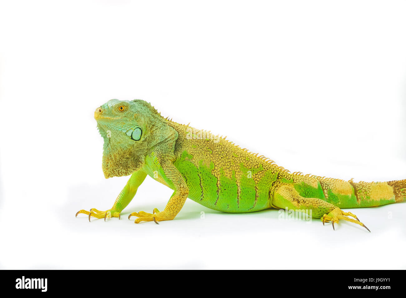 Uno verde iguana lucertola .rettile sedersi su sfondo bianco Foto Stock