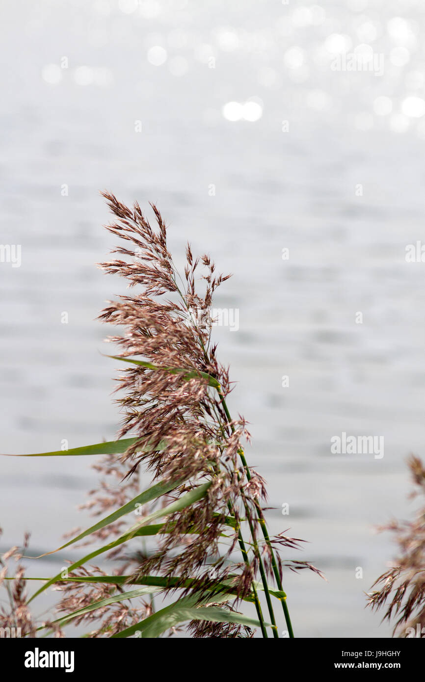 Spiaggia in erba - Canna di palude (Phragmites australis) e acqua con scintillante sun riflessioni Foto Stock