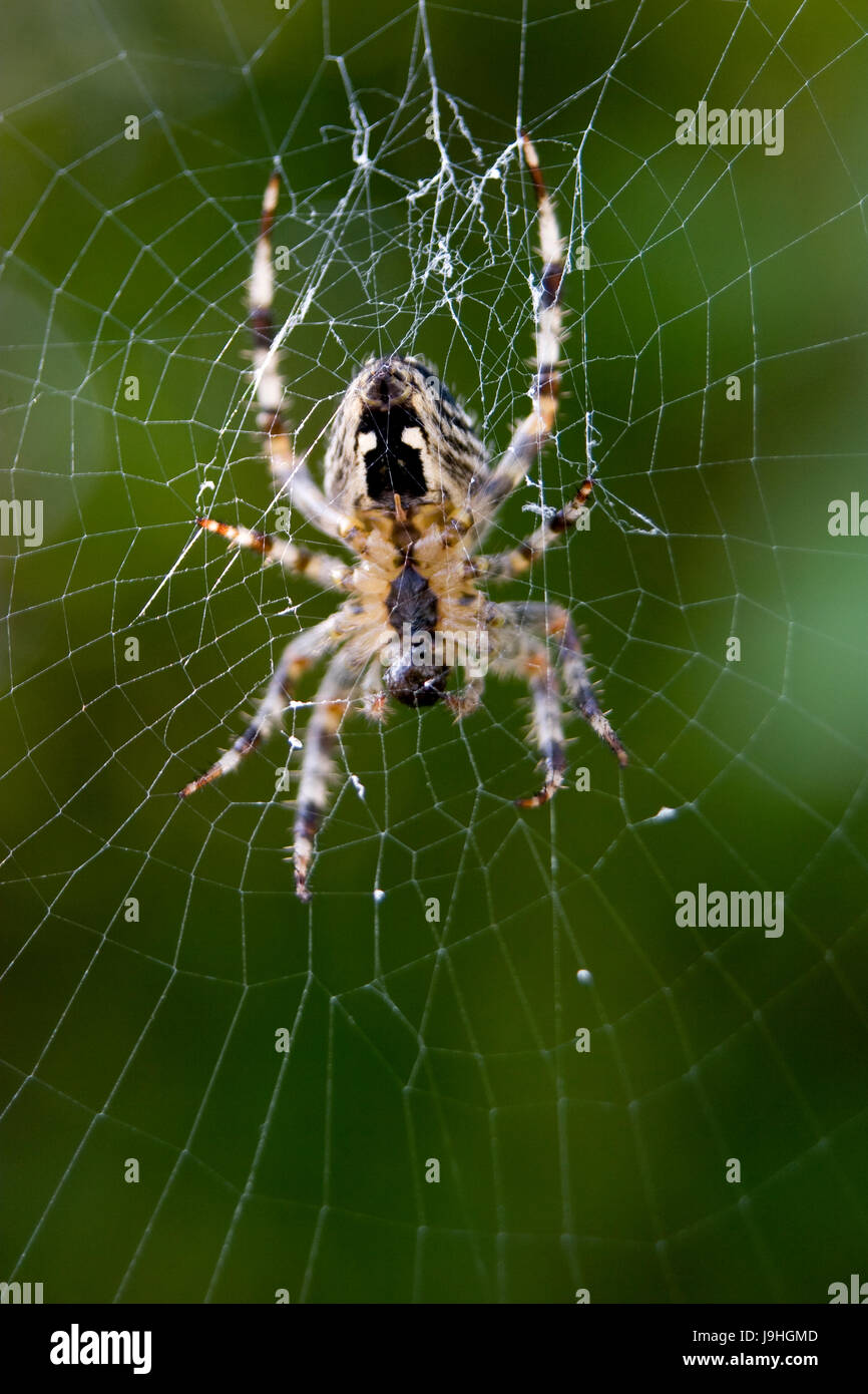 Giardino europeo spider (Araneus diadematus) a.k.a. diadema spider, cross spider, o coronato orb weaver nel web Foto Stock